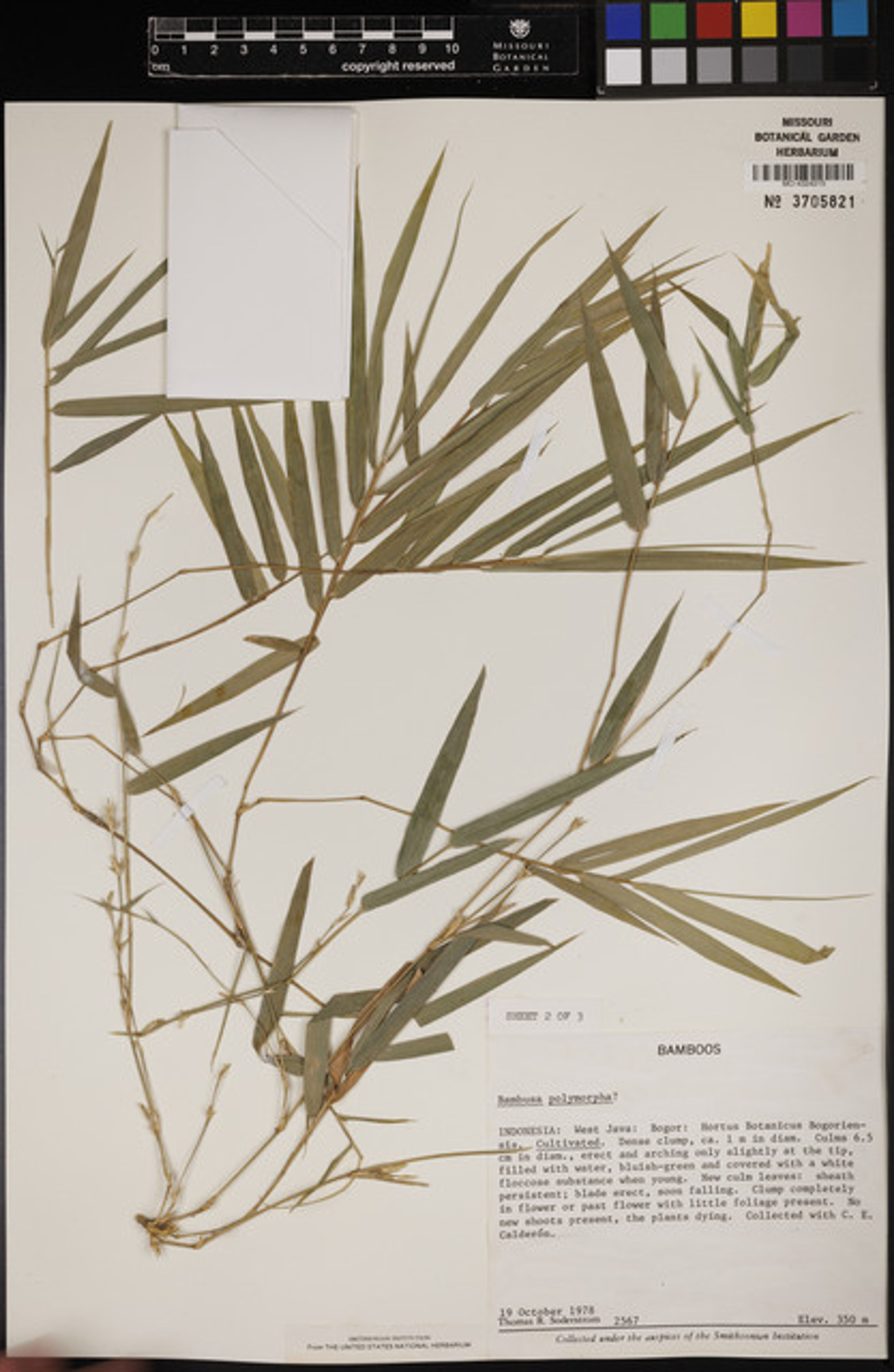 Bambusa polymorpha - 37