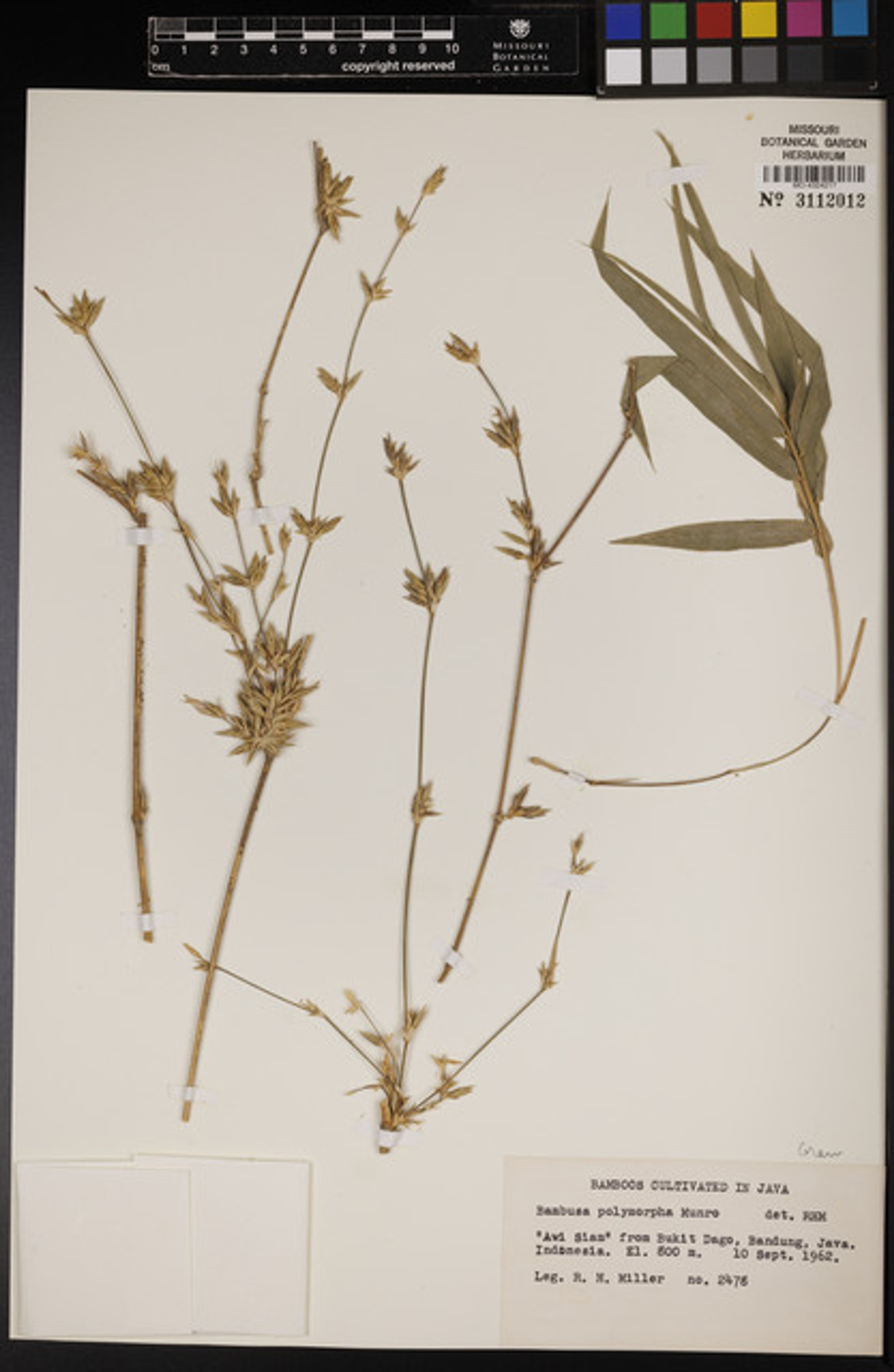 Bambusa polymorpha - 50