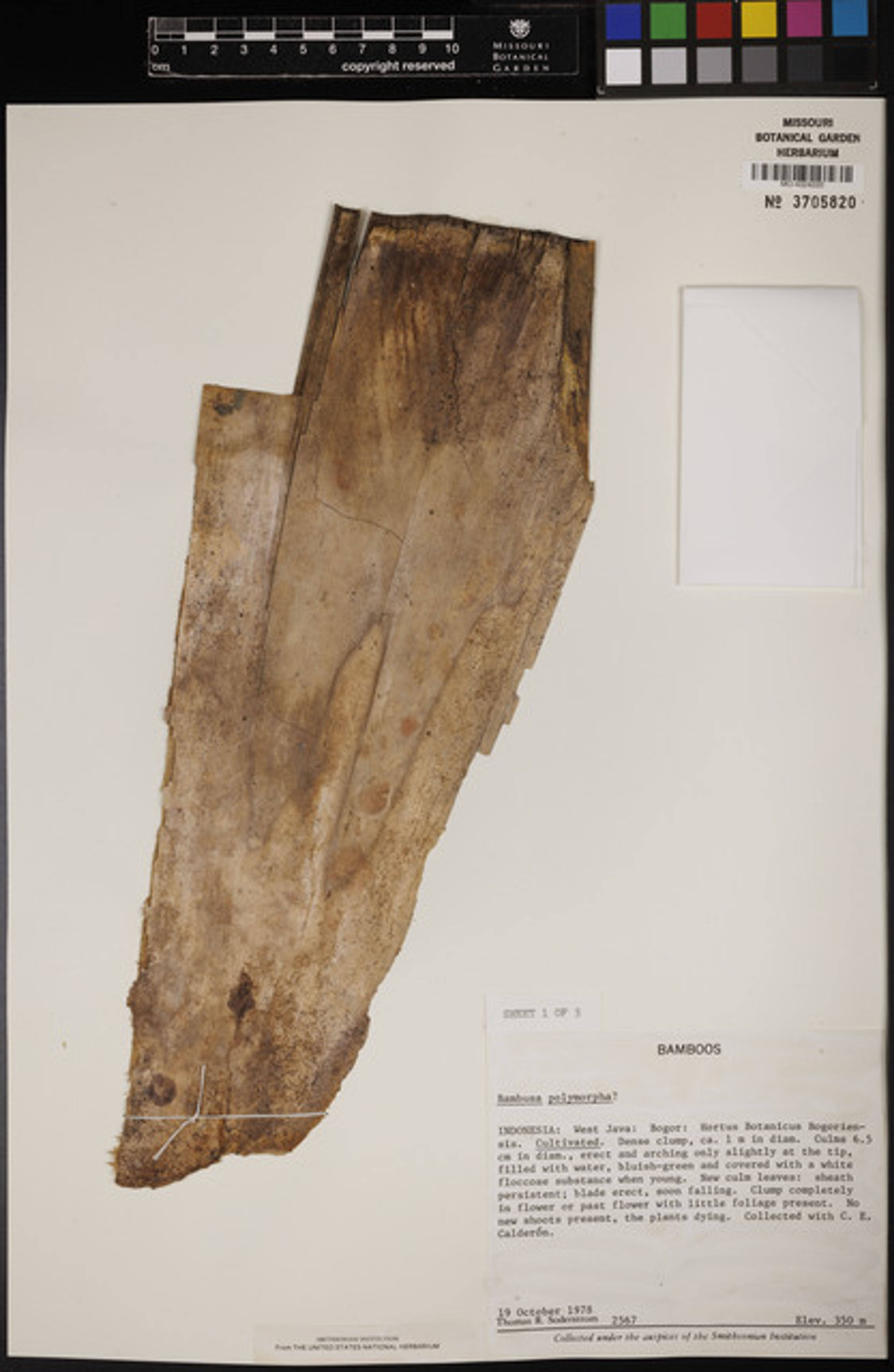 Bambusa polymorpha - 58