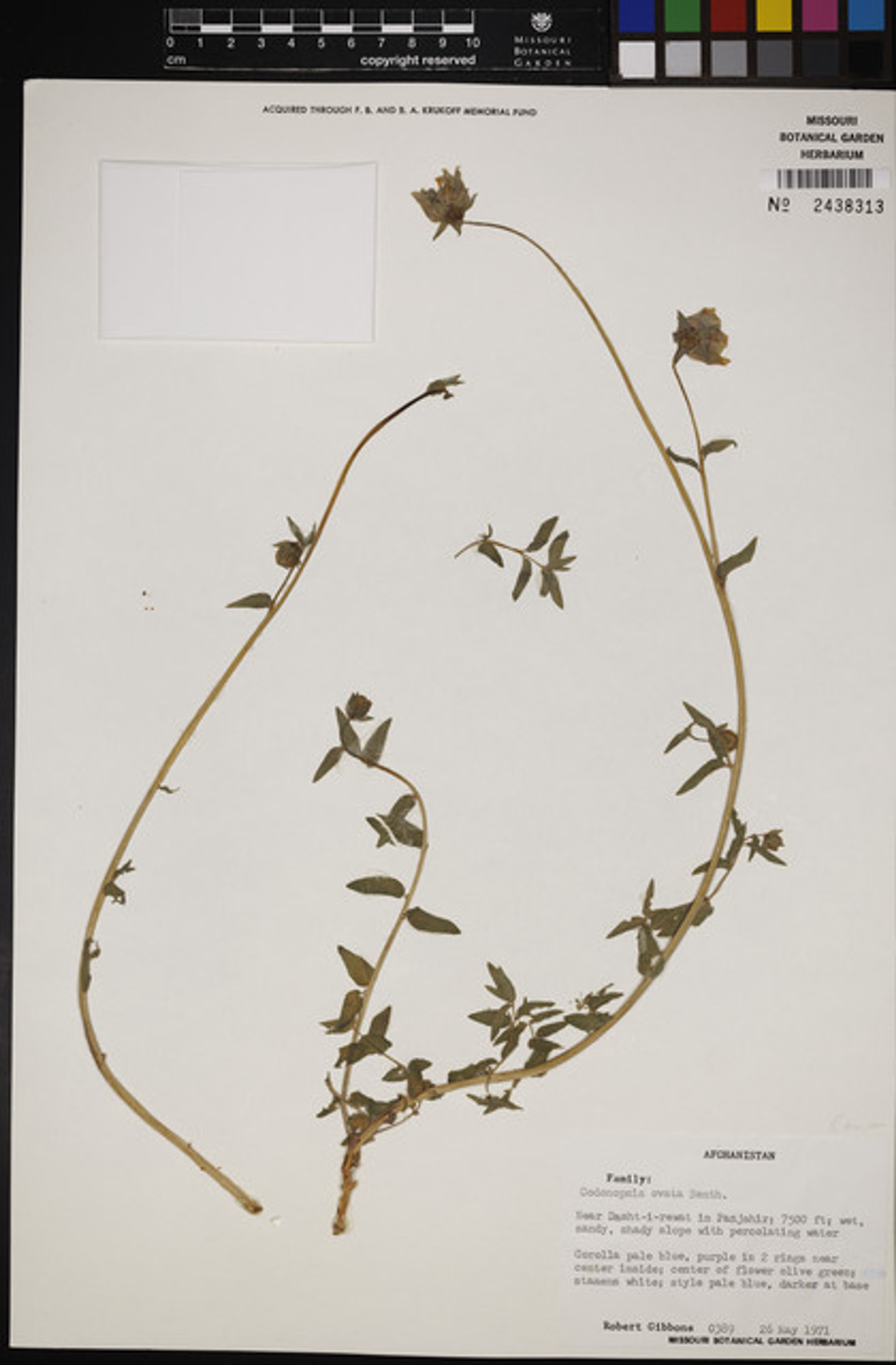 Codonopsis ovata - 16