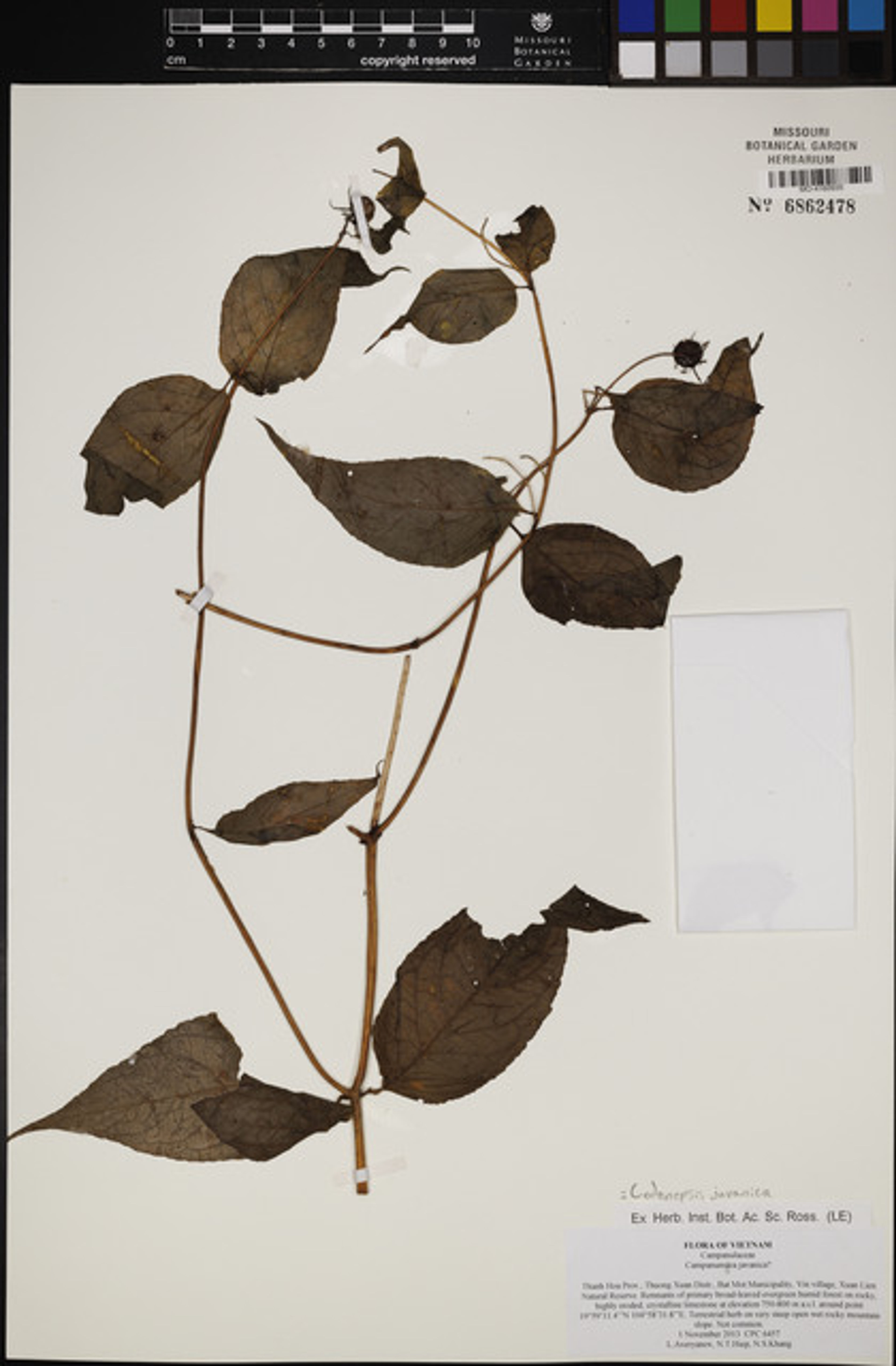 Codonopsis javanica - 11