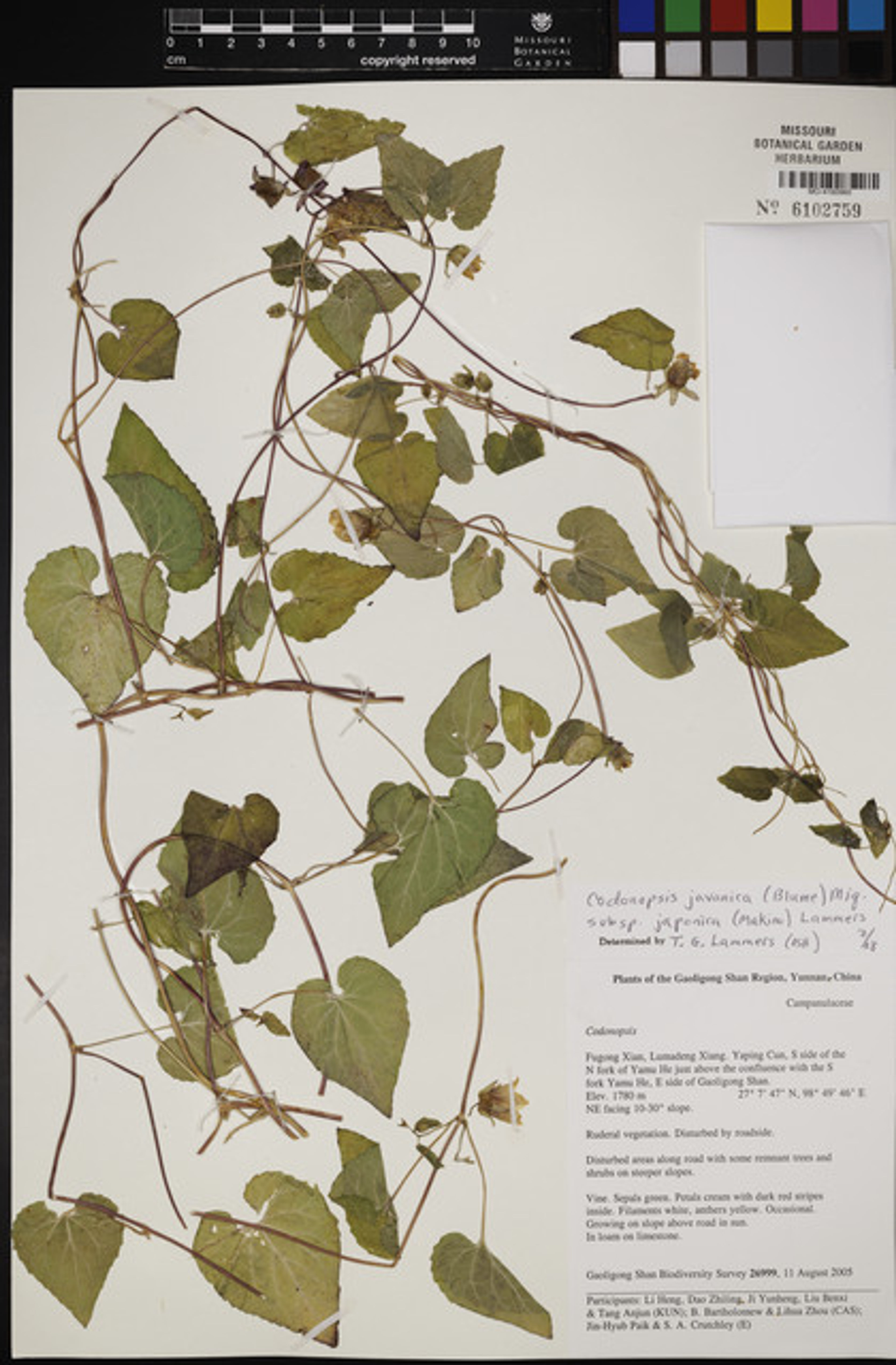 Codonopsis javanica - 23