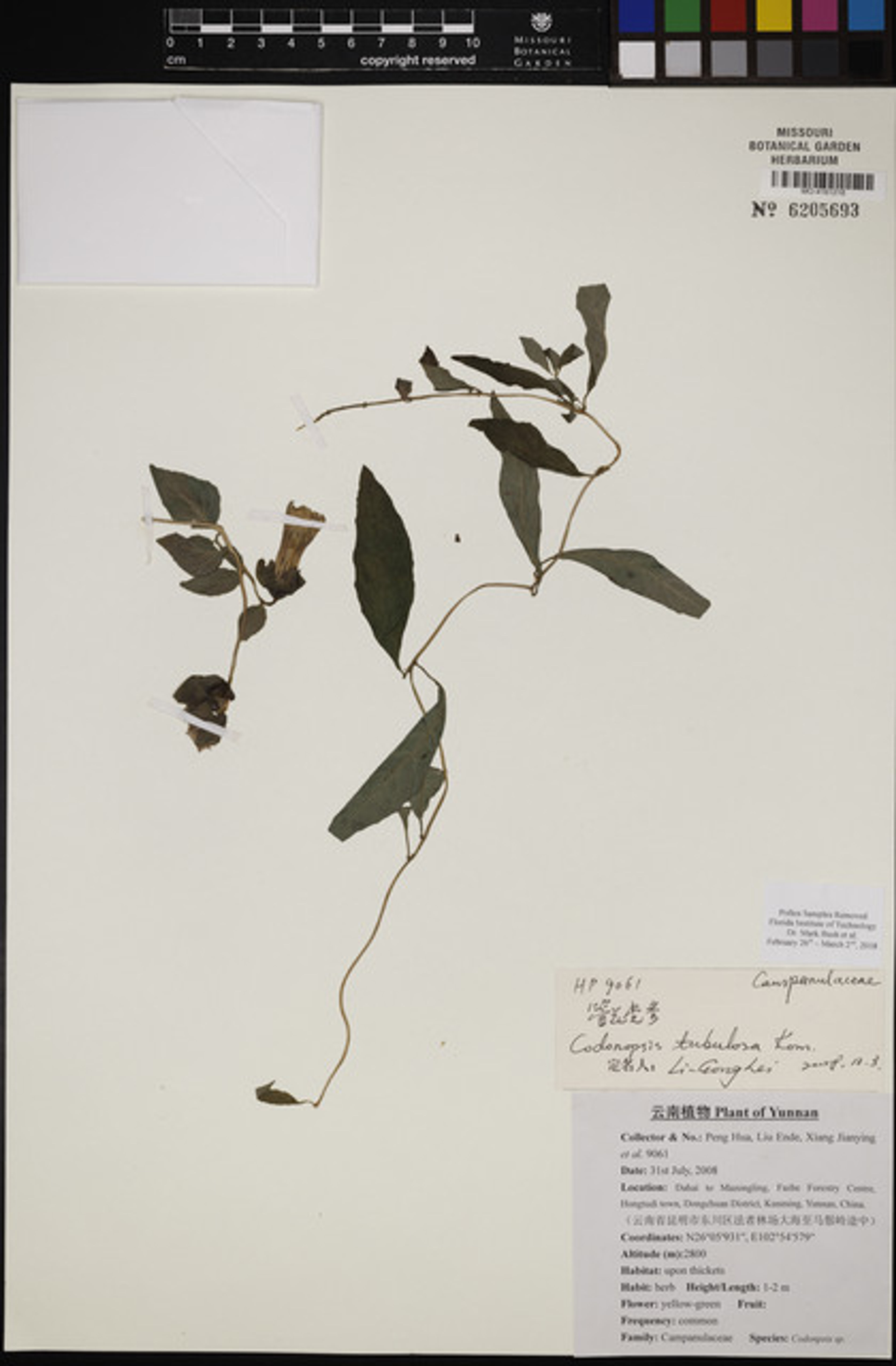 Codonopsis tubulosa - 1