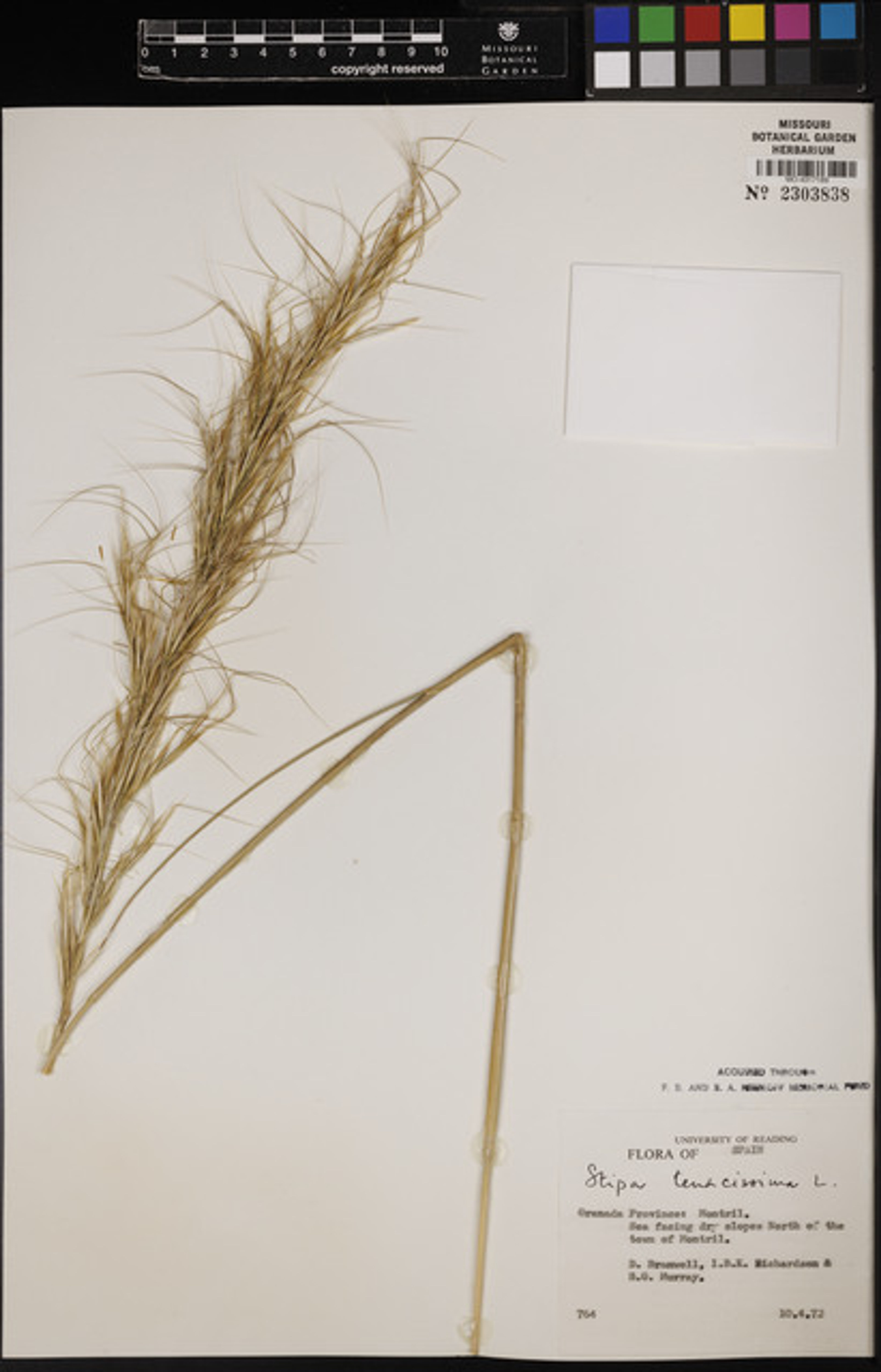 Stipa tenacissima - 78