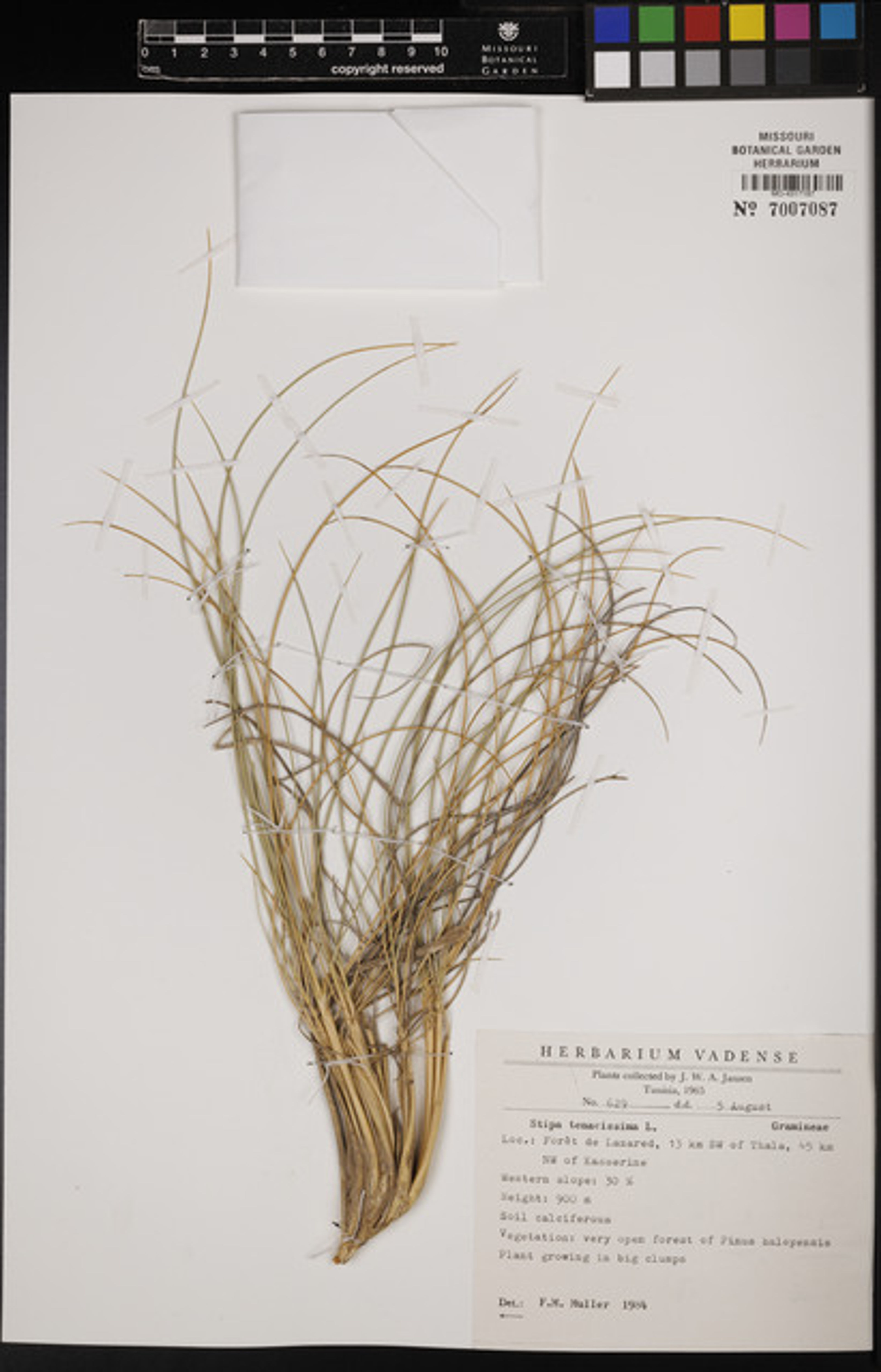 Stipa tenacissima - 90