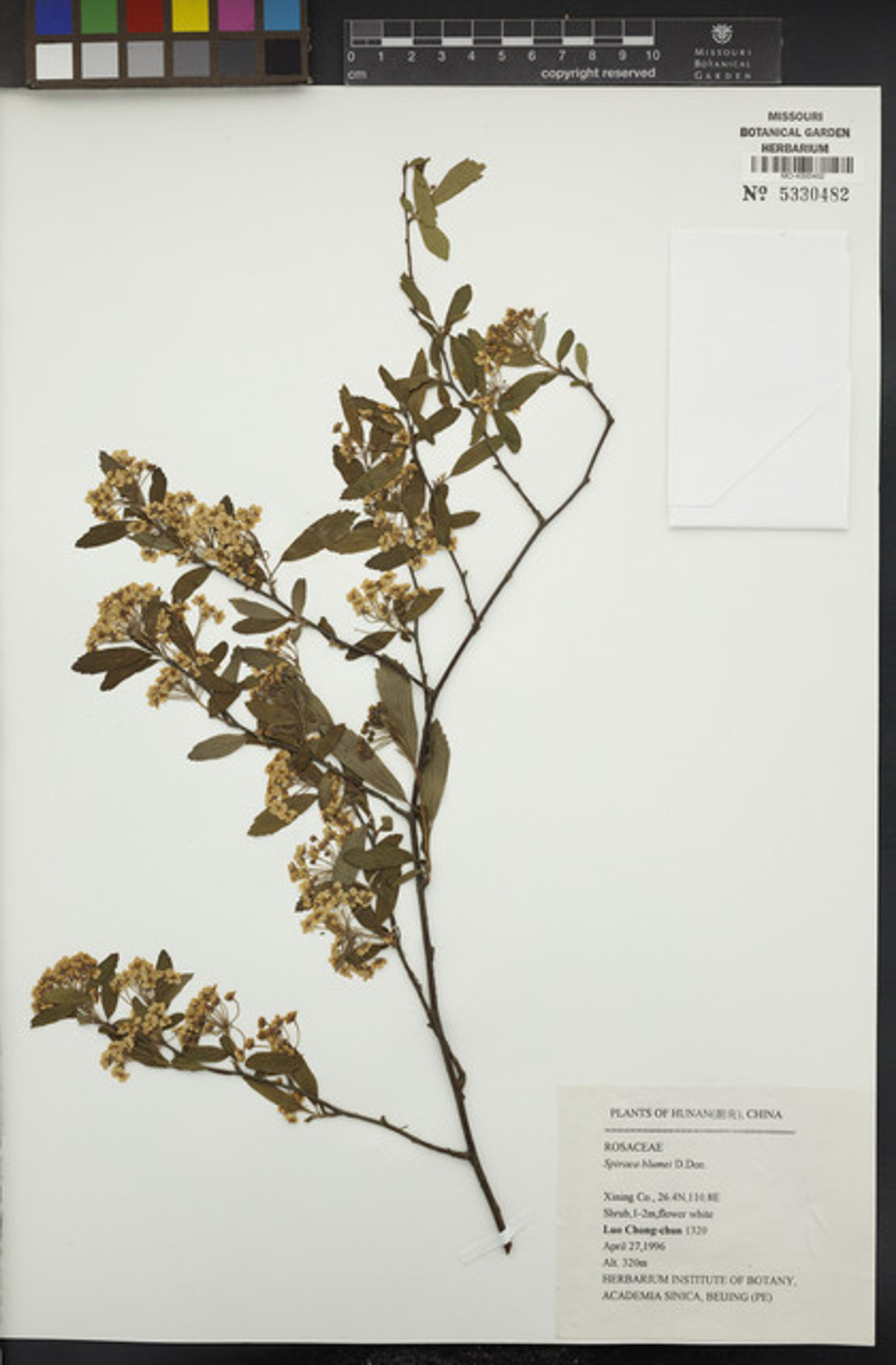 Spiraea blumei - 64