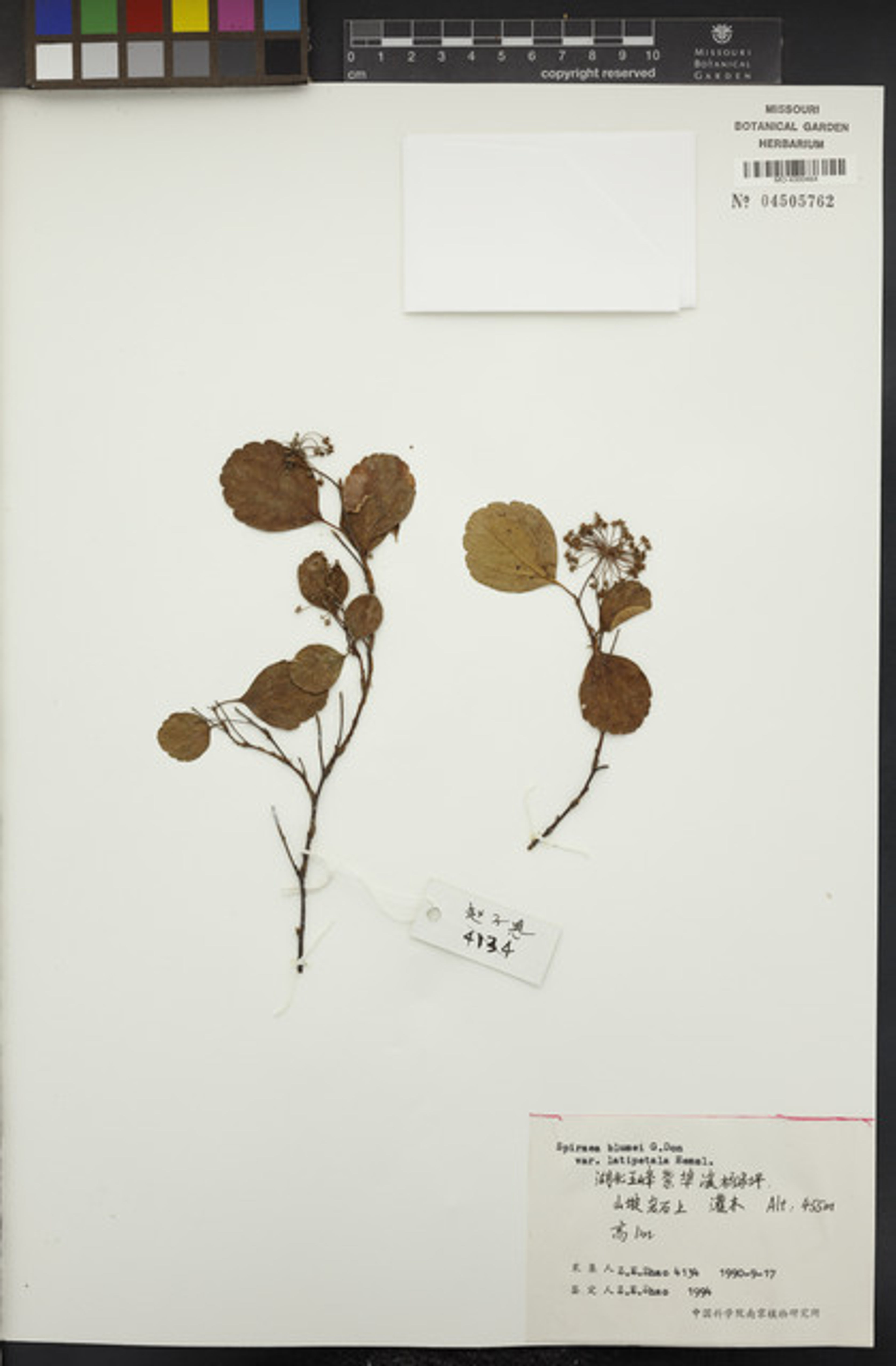 Spiraea blumei - 5