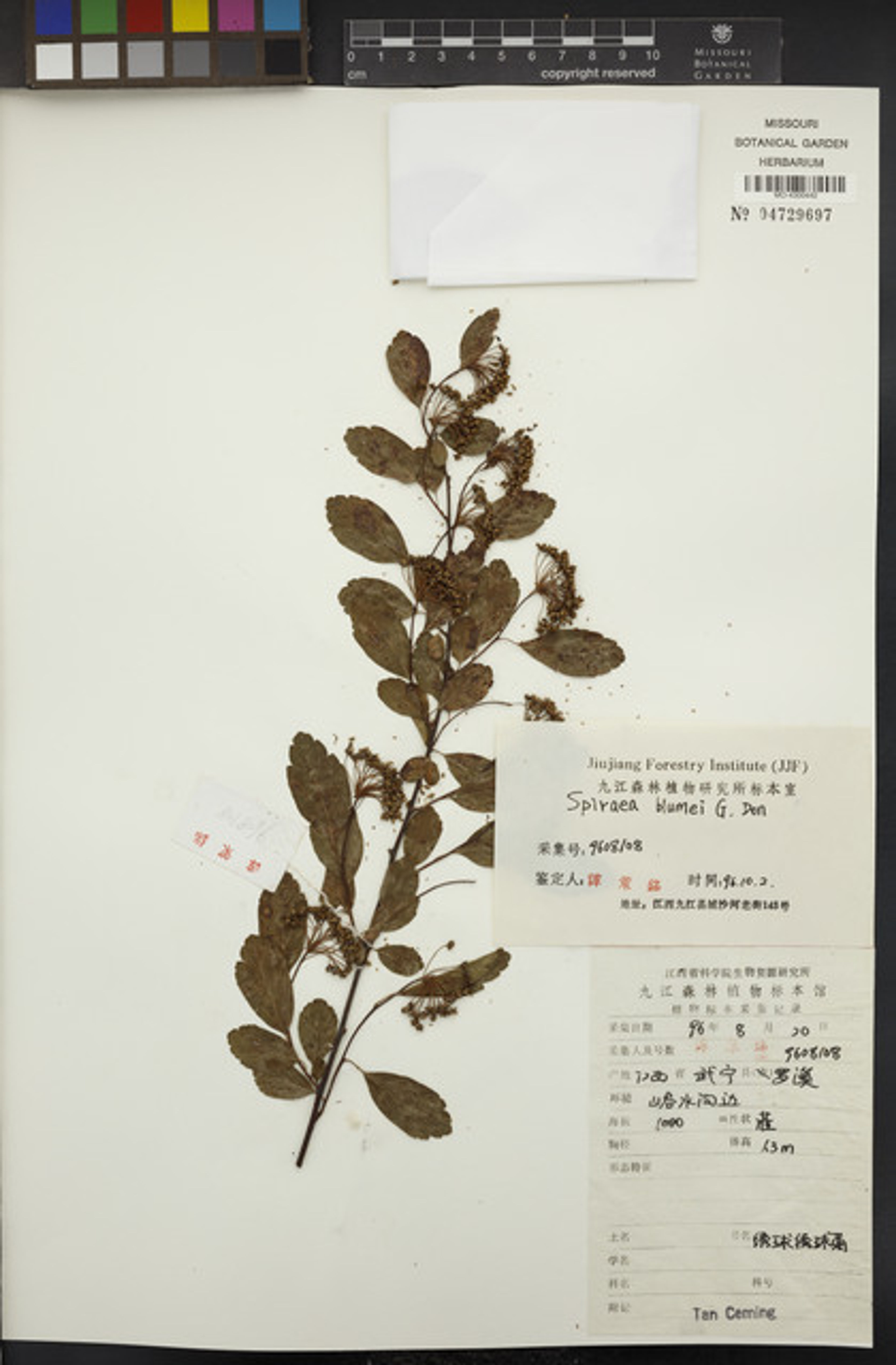 Spiraea blumei - 134