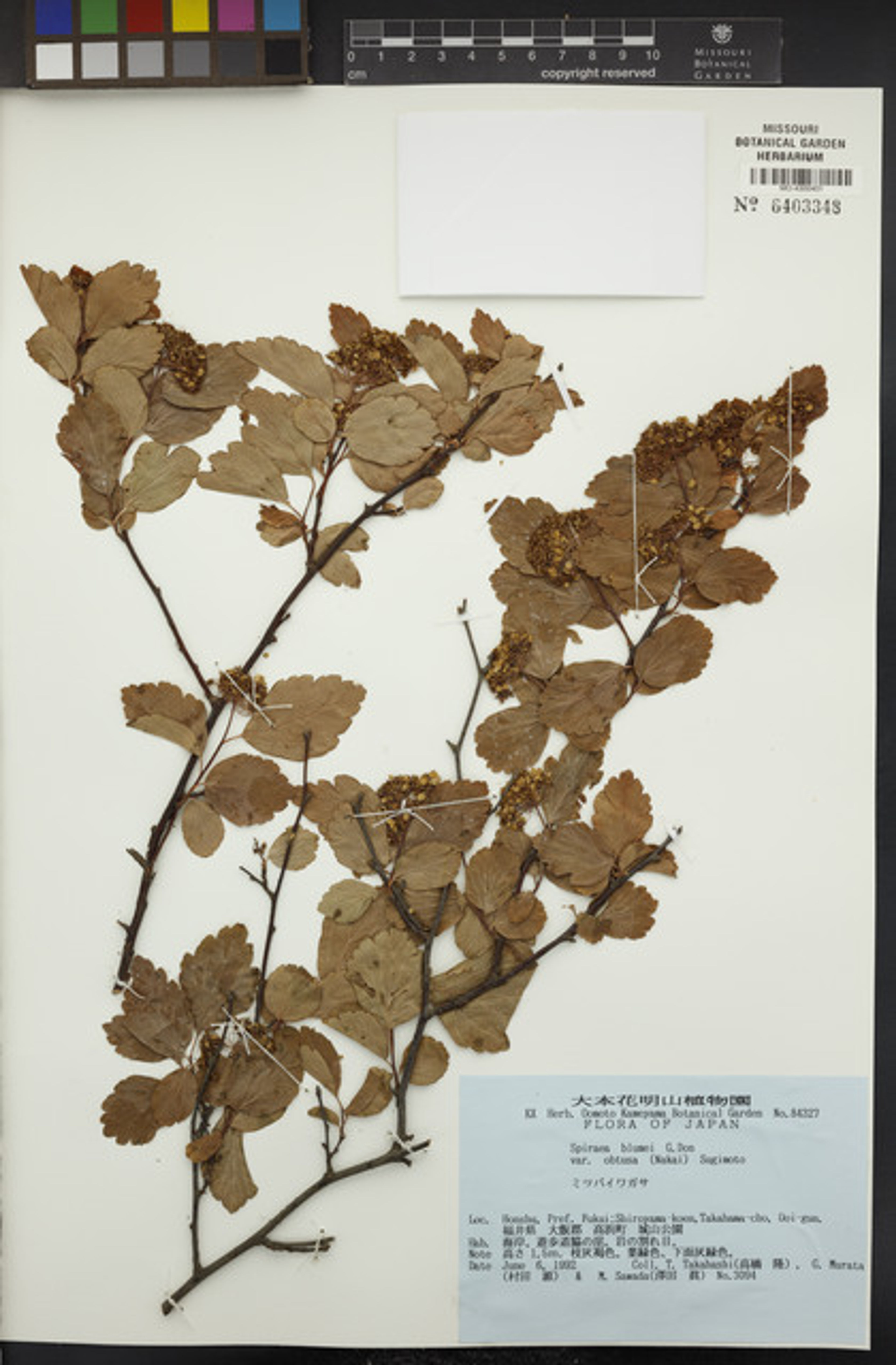 Spiraea blumei - 34