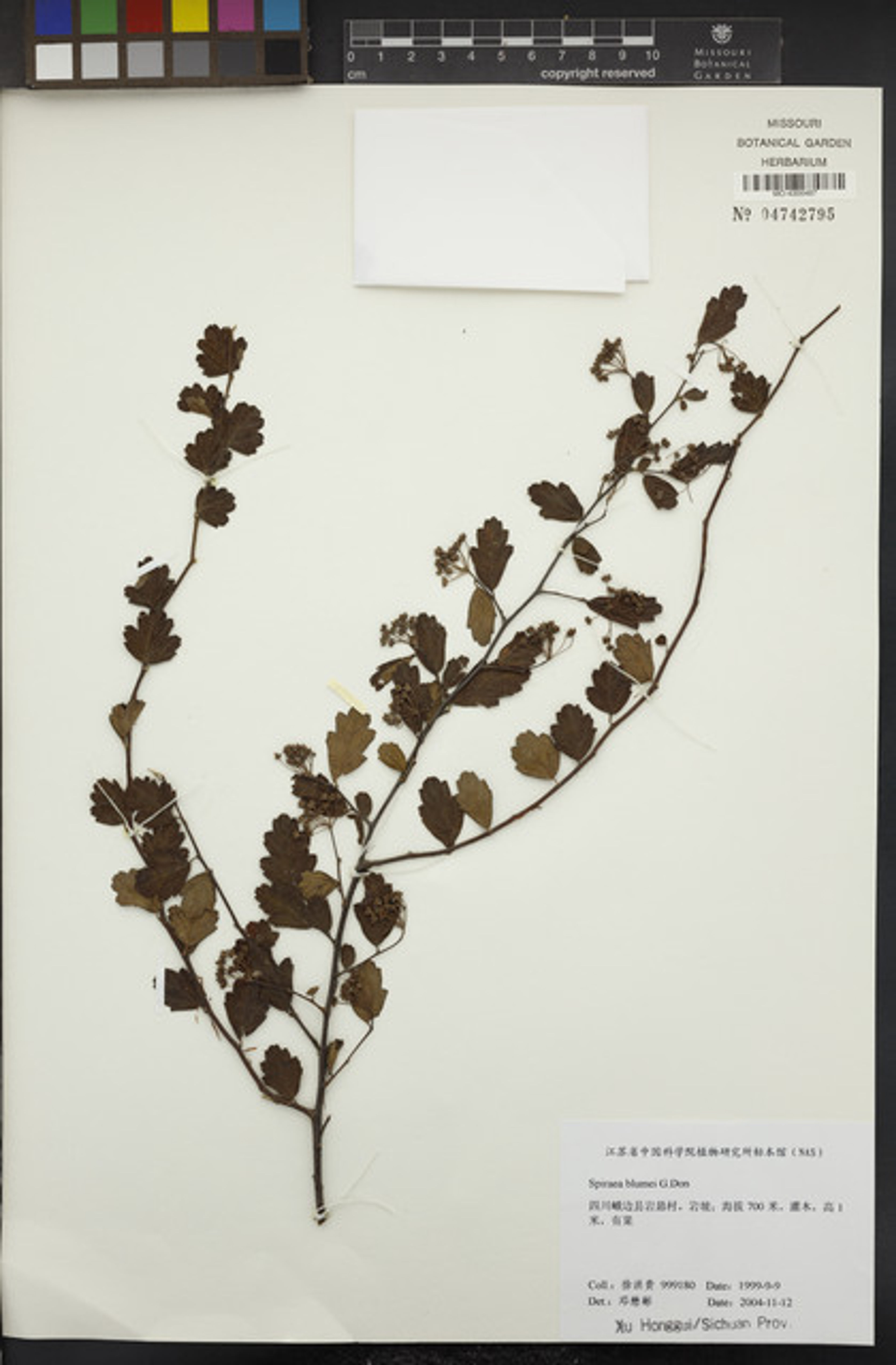 Spiraea blumei - 161