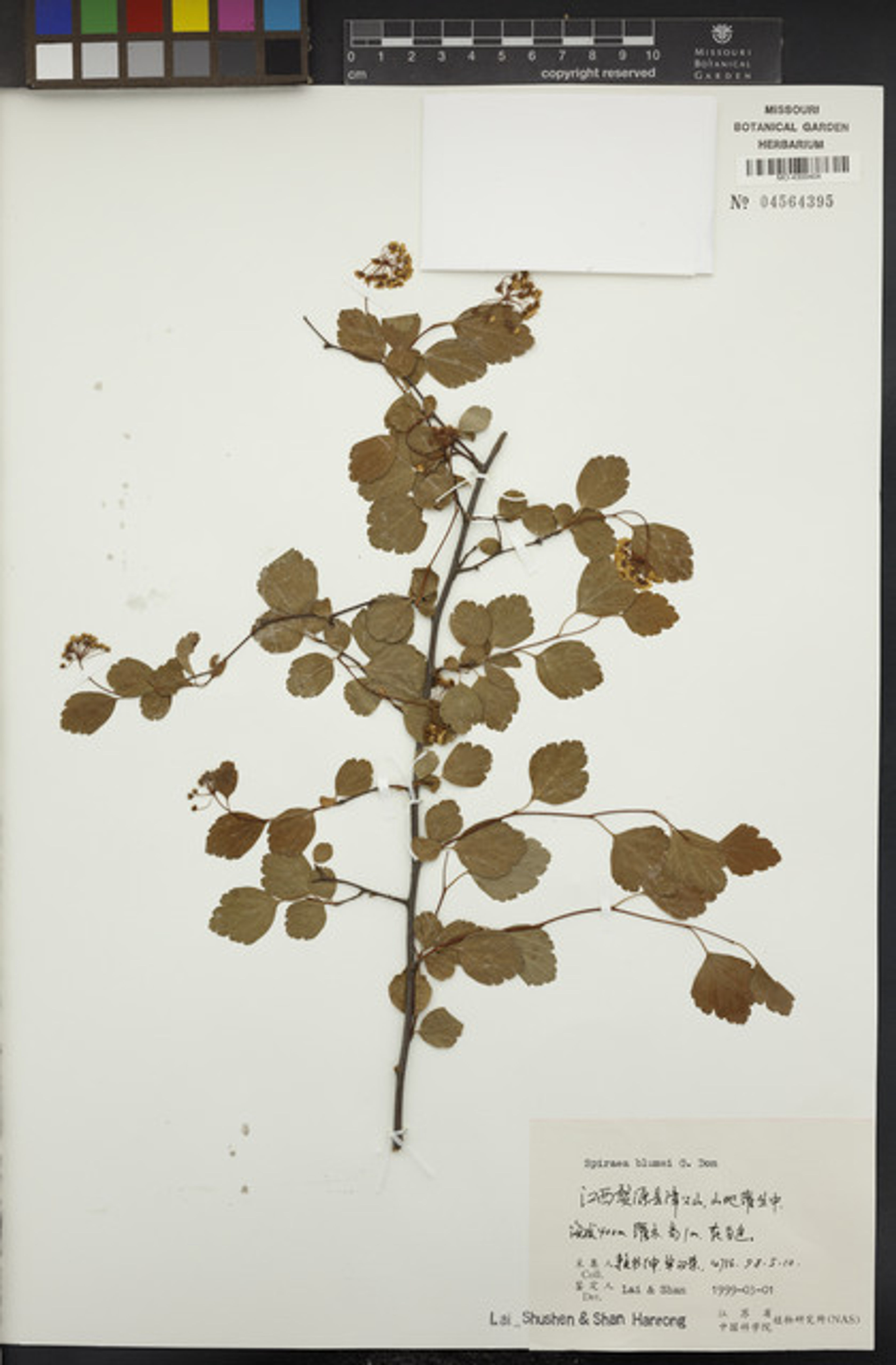 Spiraea blumei - 32
