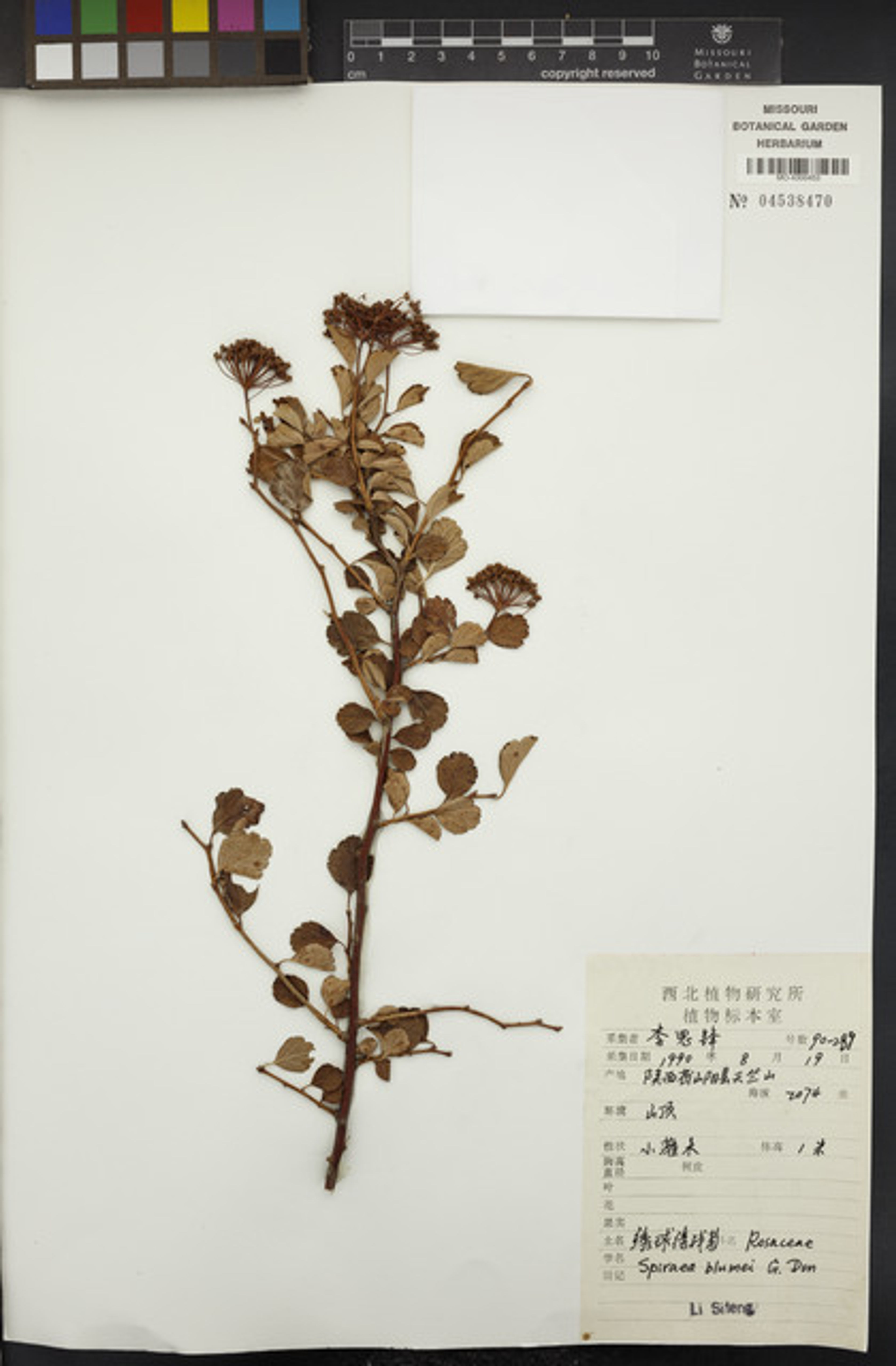 Spiraea blumei - 1