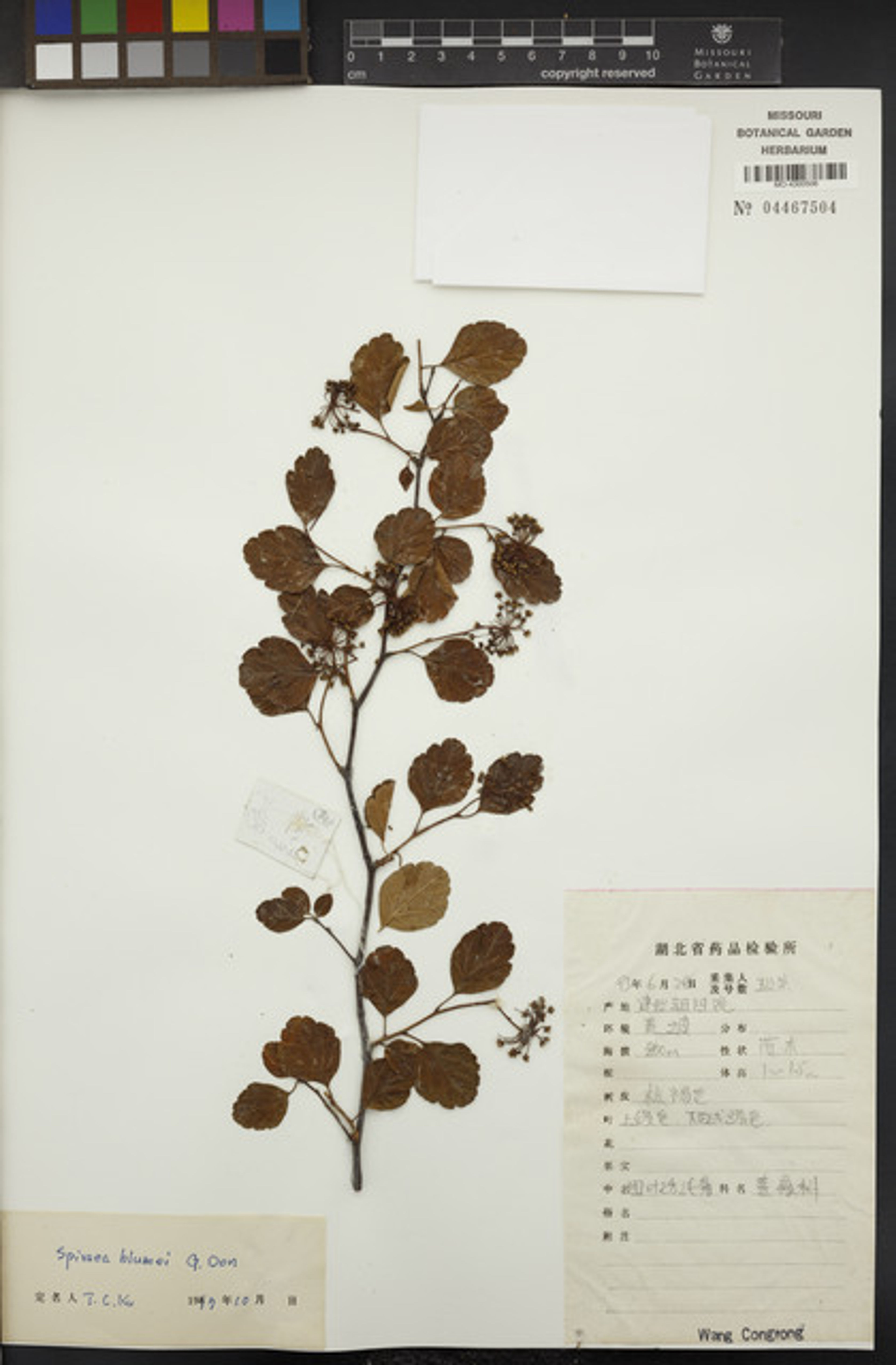 Spiraea blumei - 22