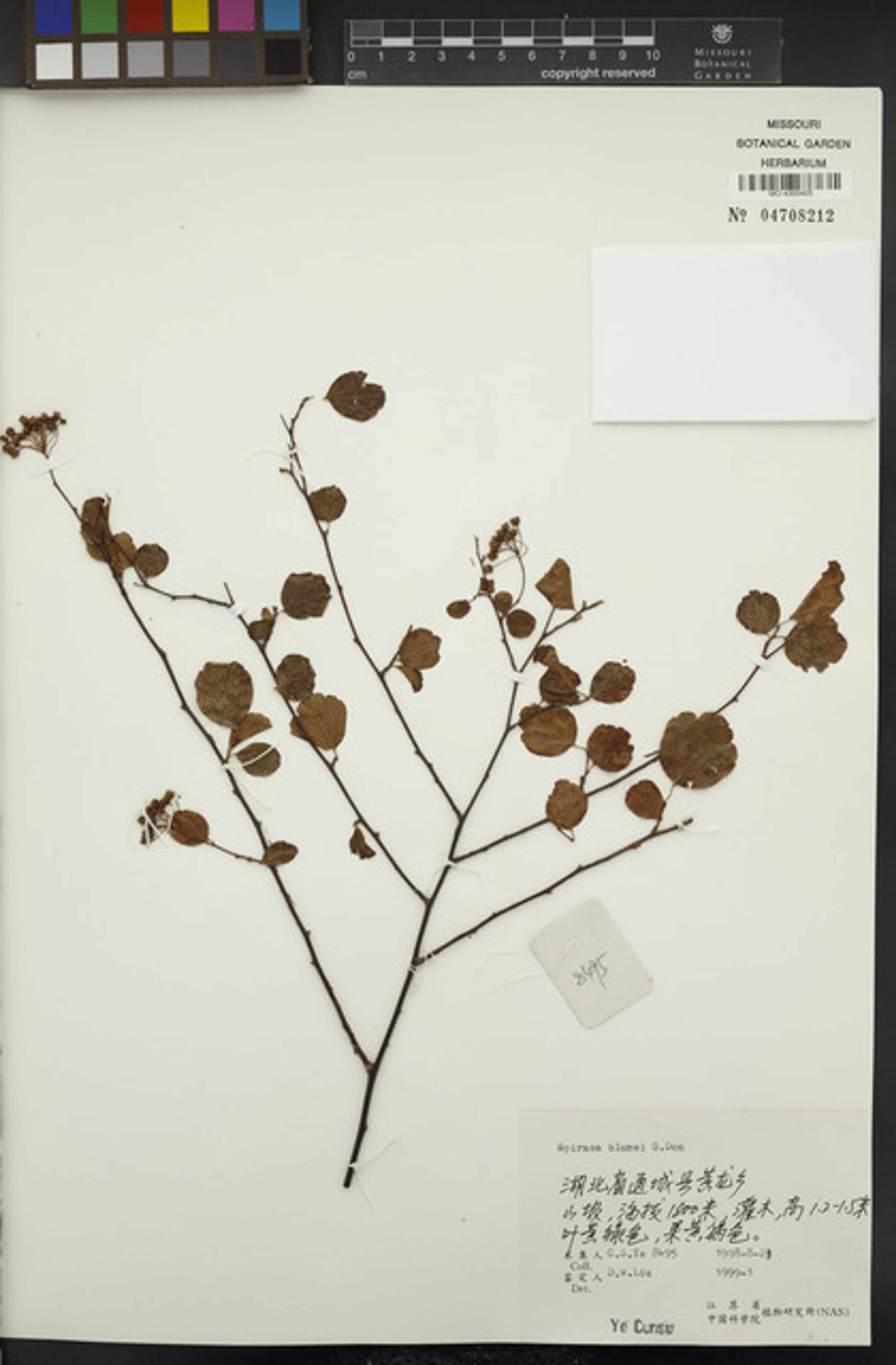 Spiraea blumei - 154
