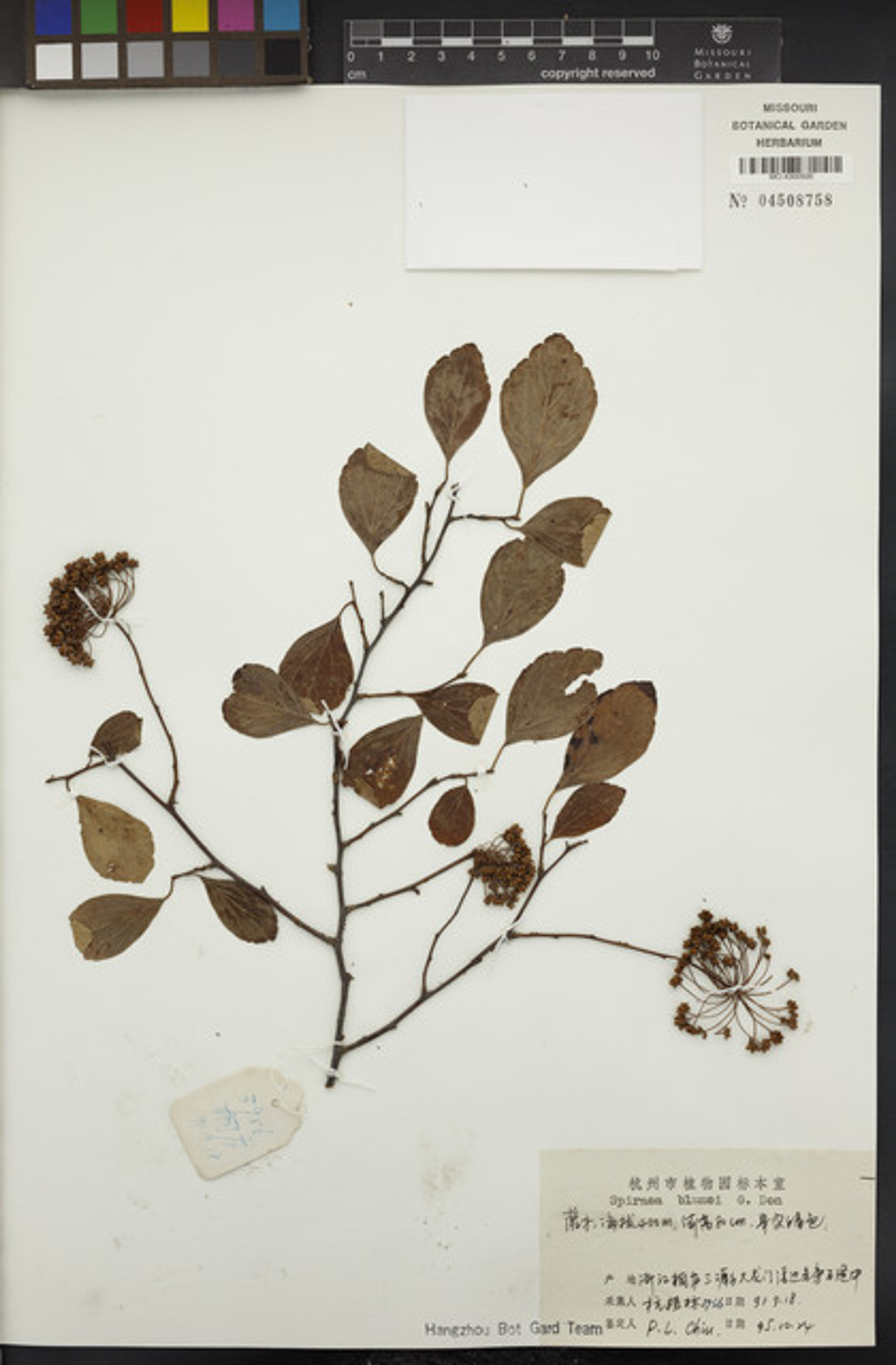Spiraea blumei - 147