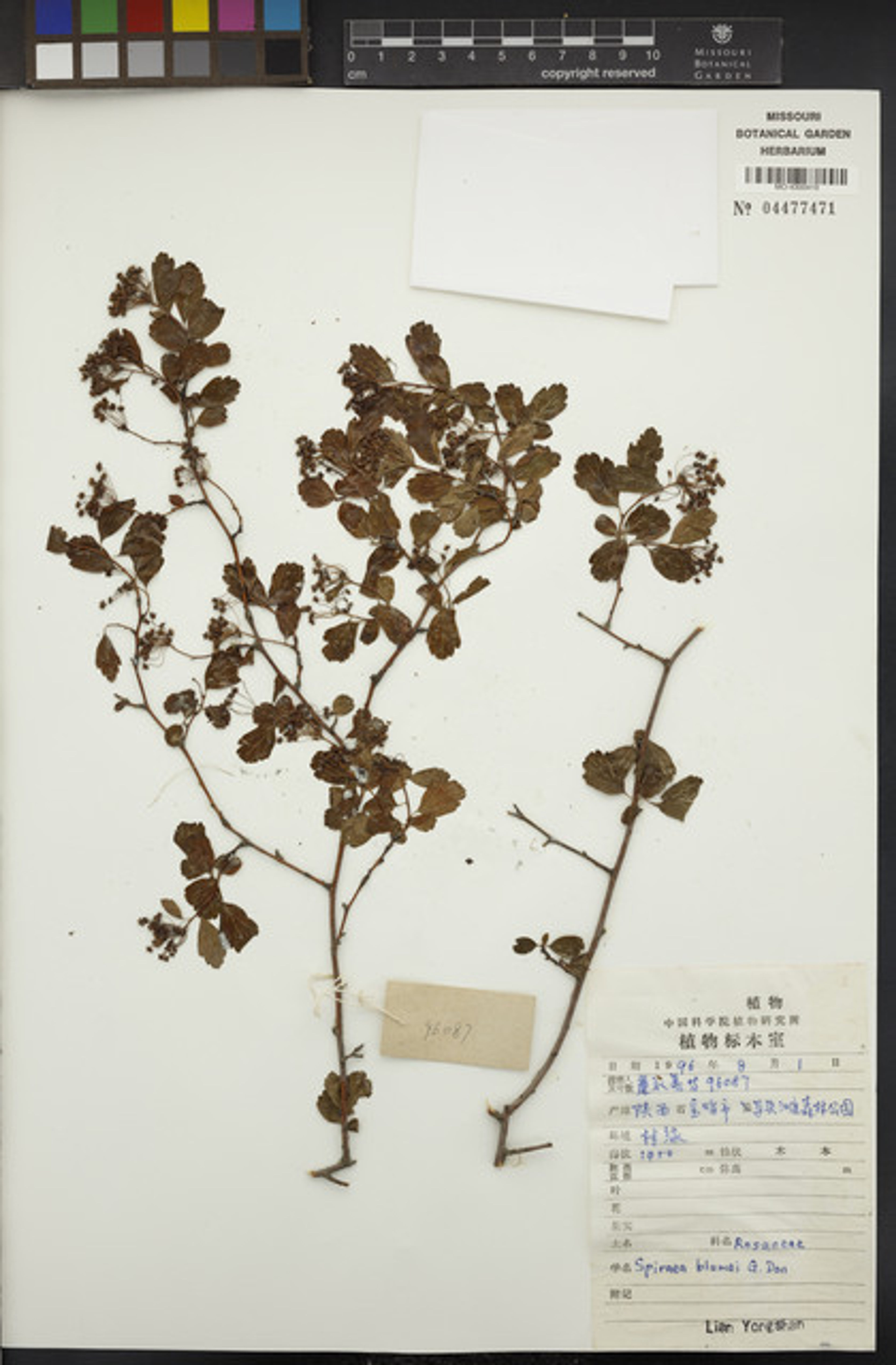 Spiraea blumei - 85