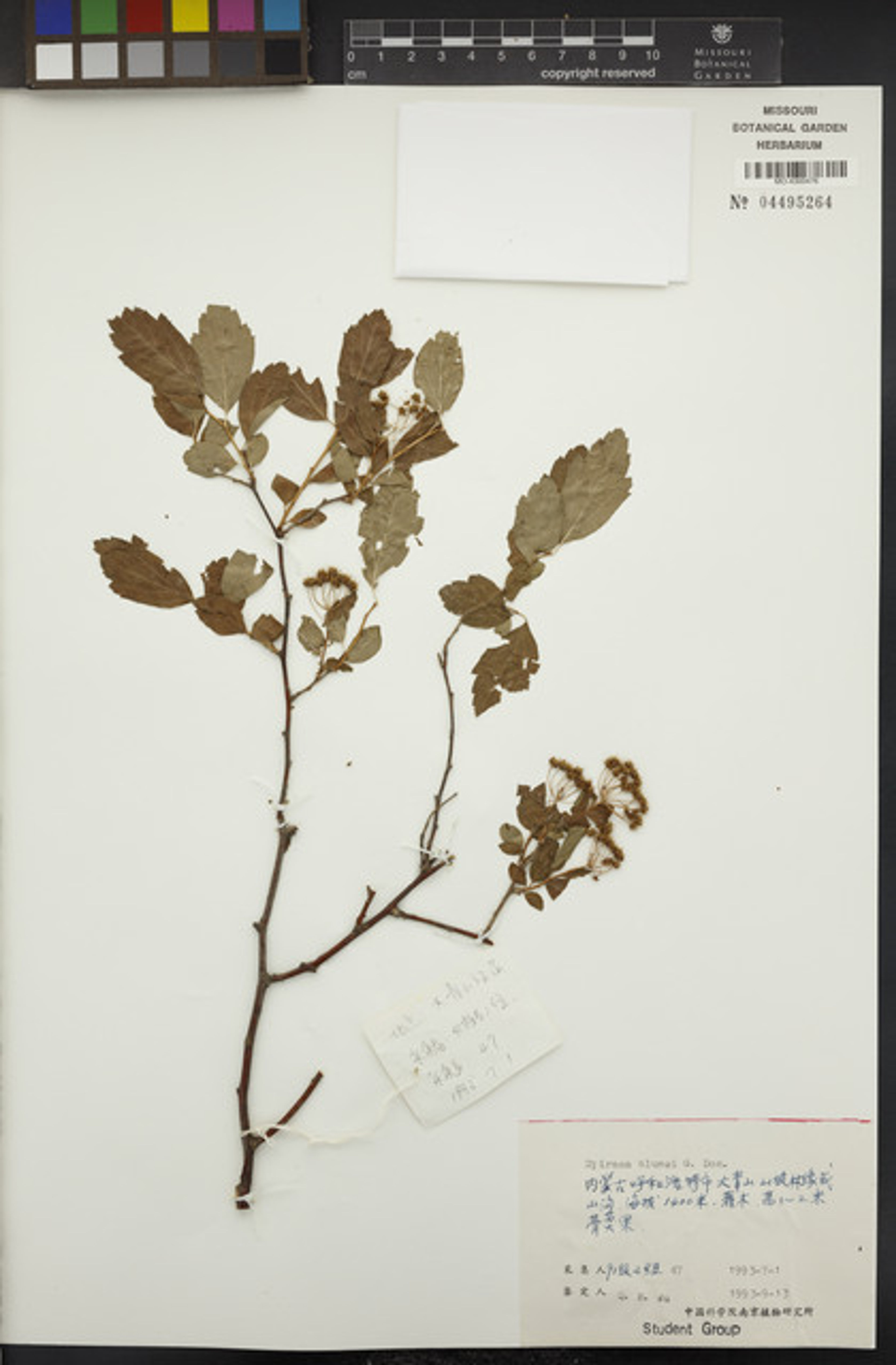 Spiraea blumei - 87