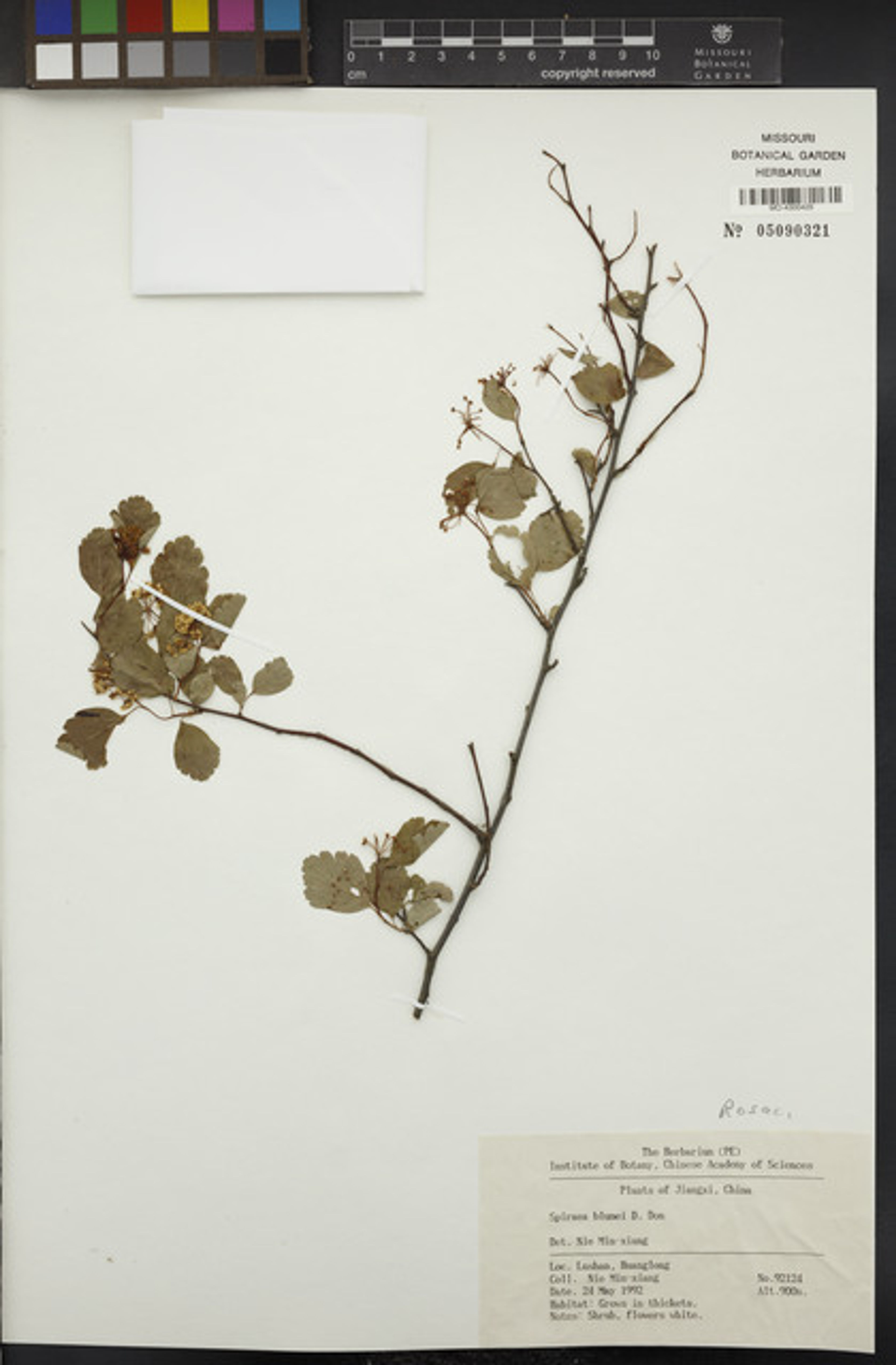 Spiraea blumei - 169