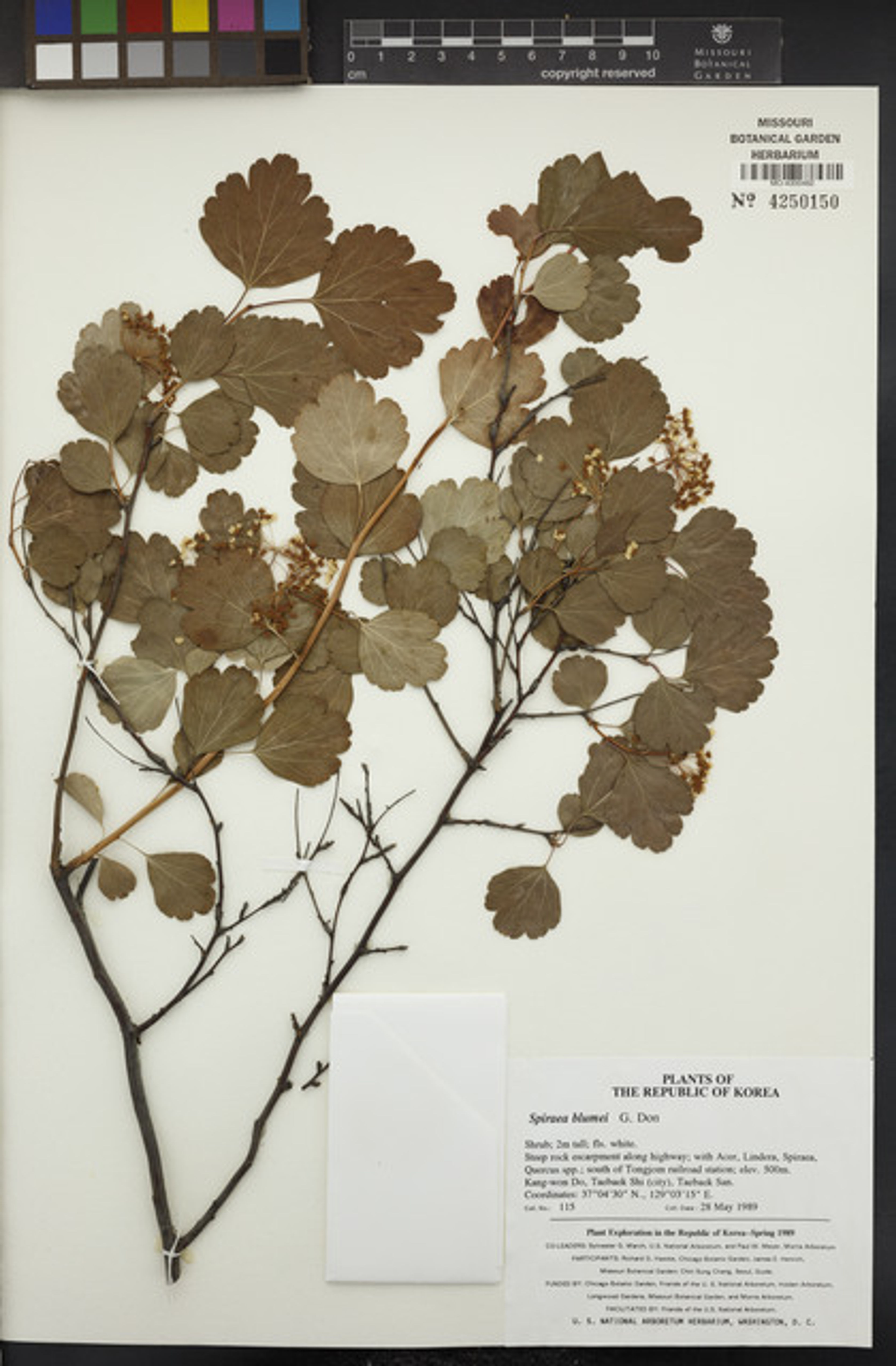 Spiraea blumei - 157