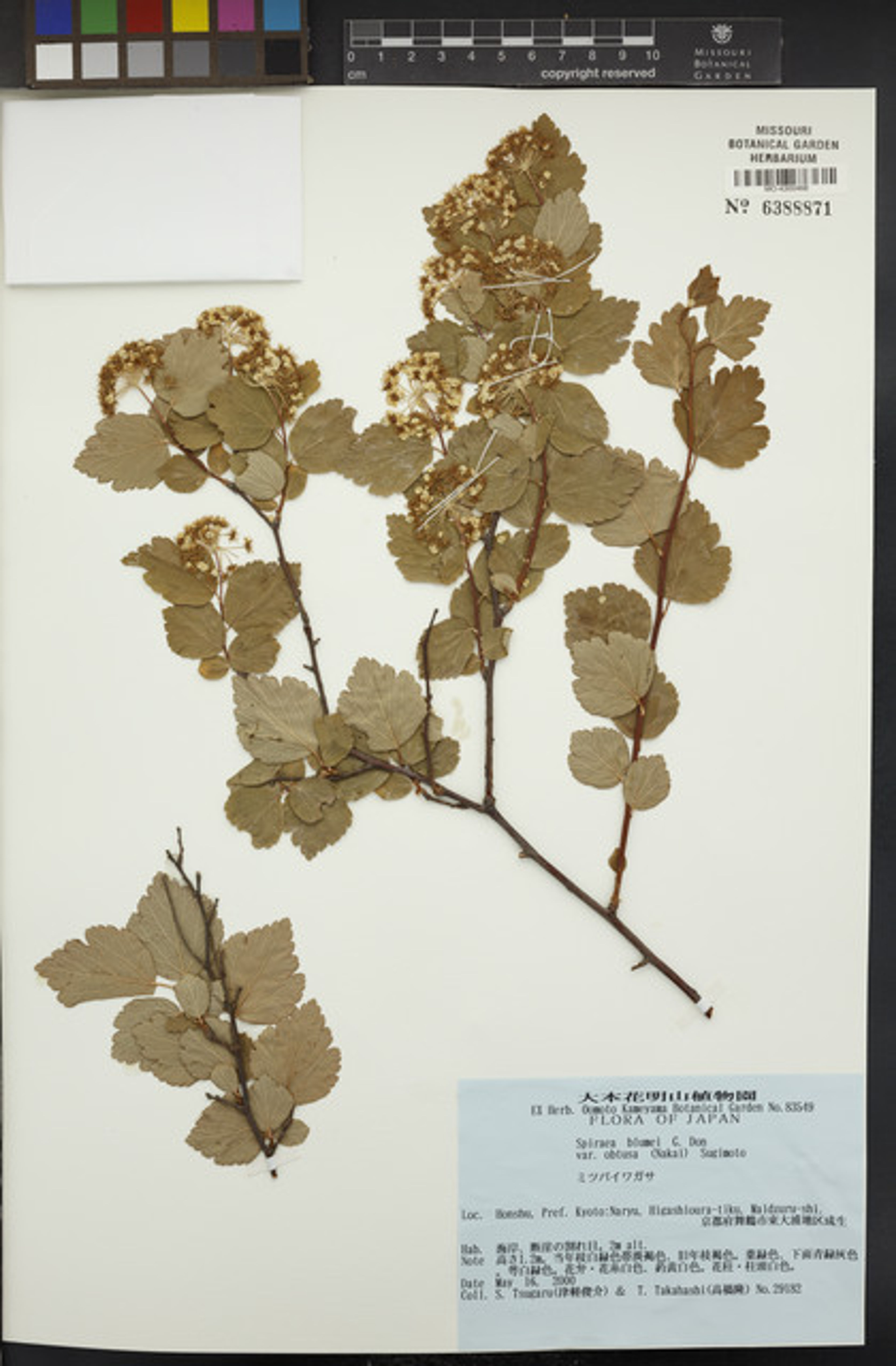 Spiraea blumei - 78