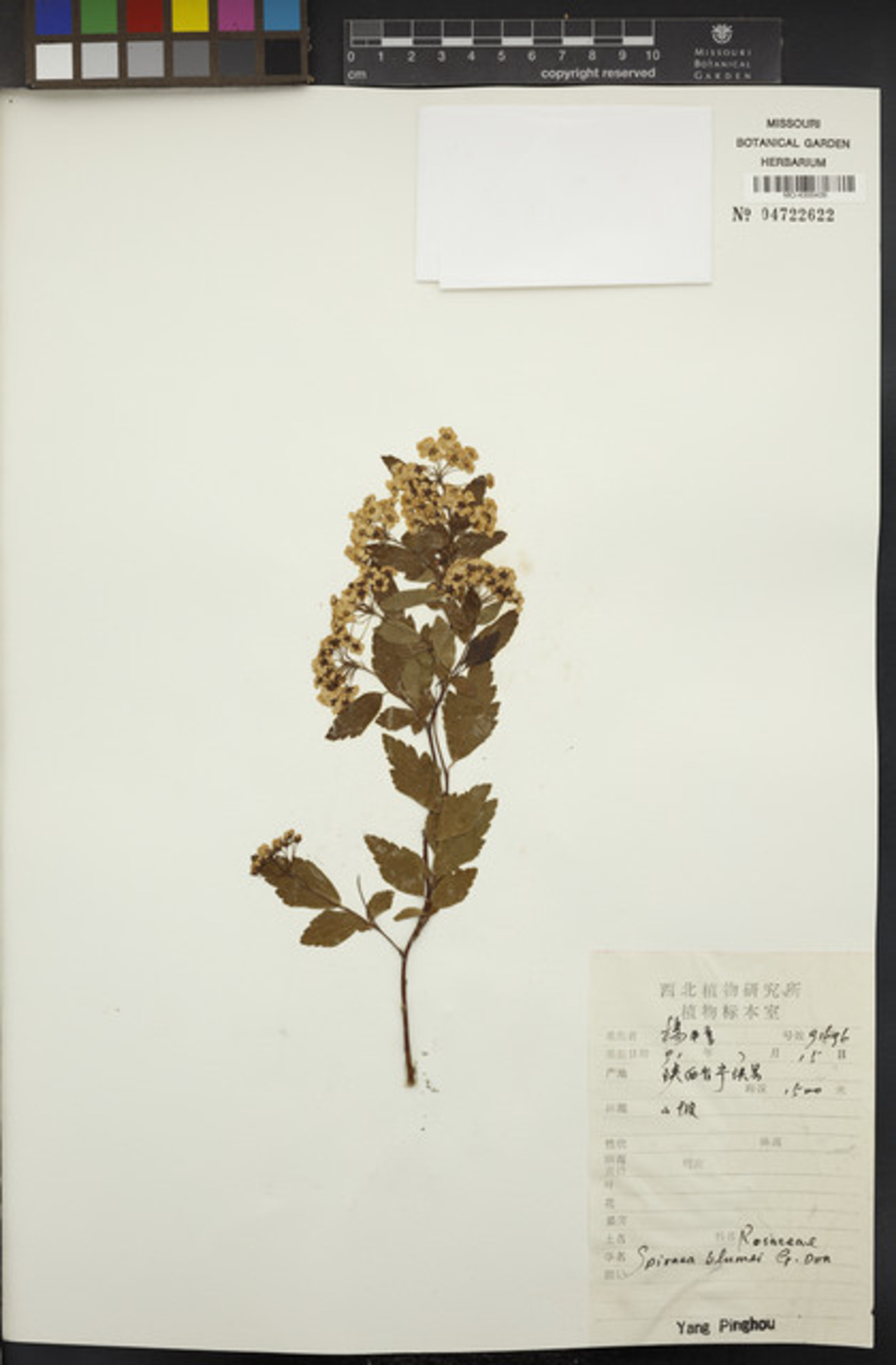 Spiraea blumei - 30