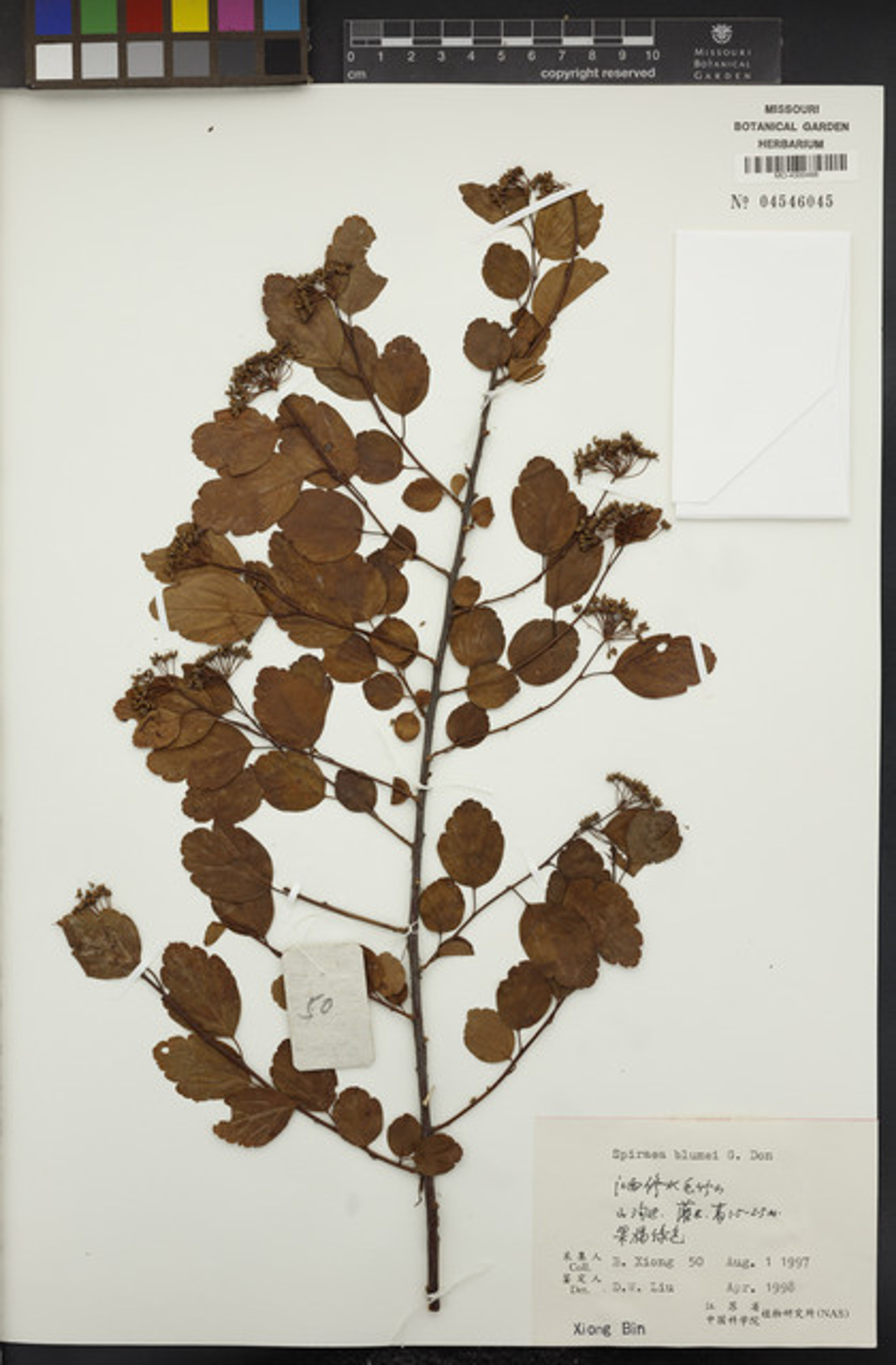 Spiraea blumei - 77