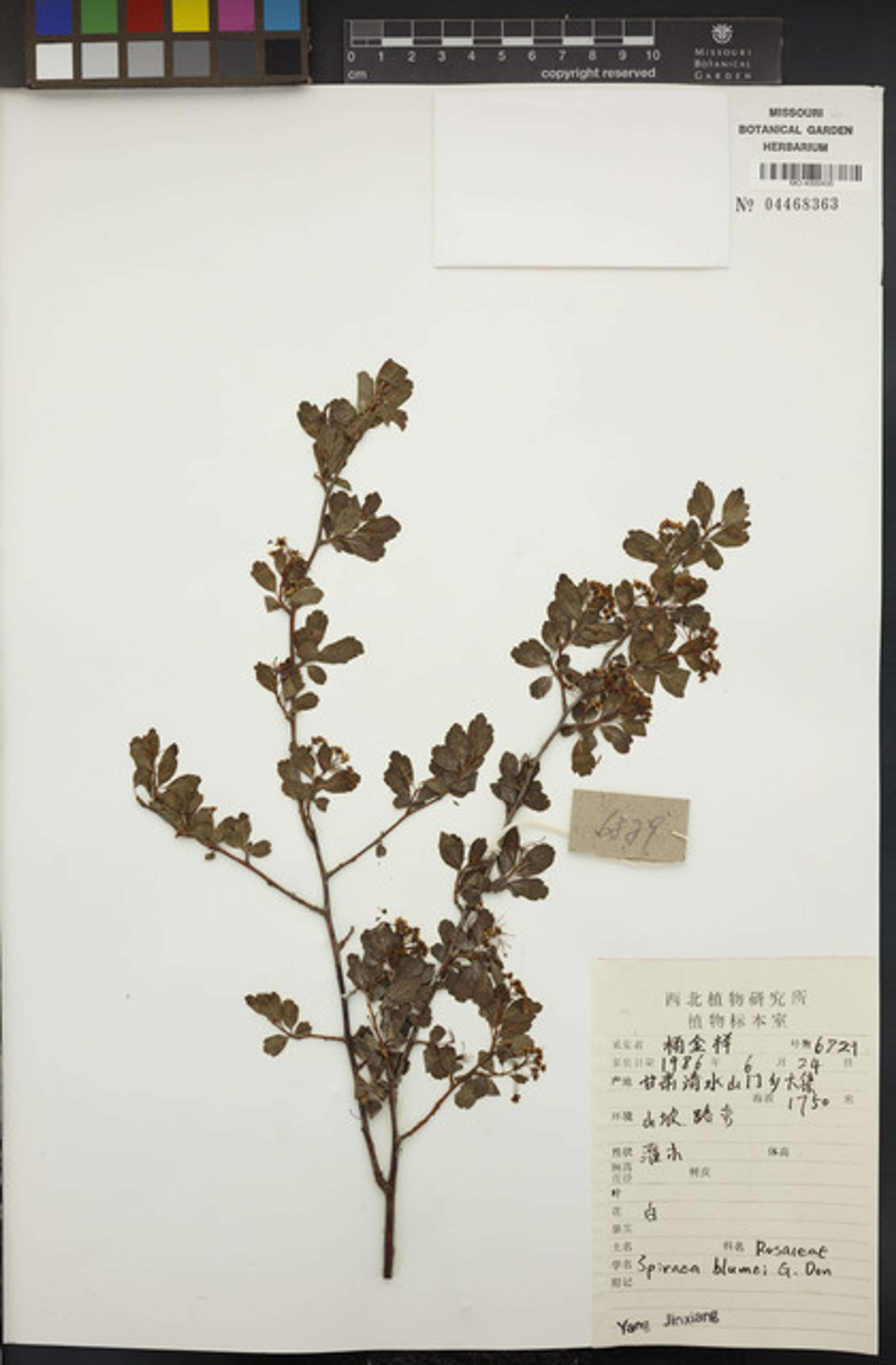Spiraea blumei - 79