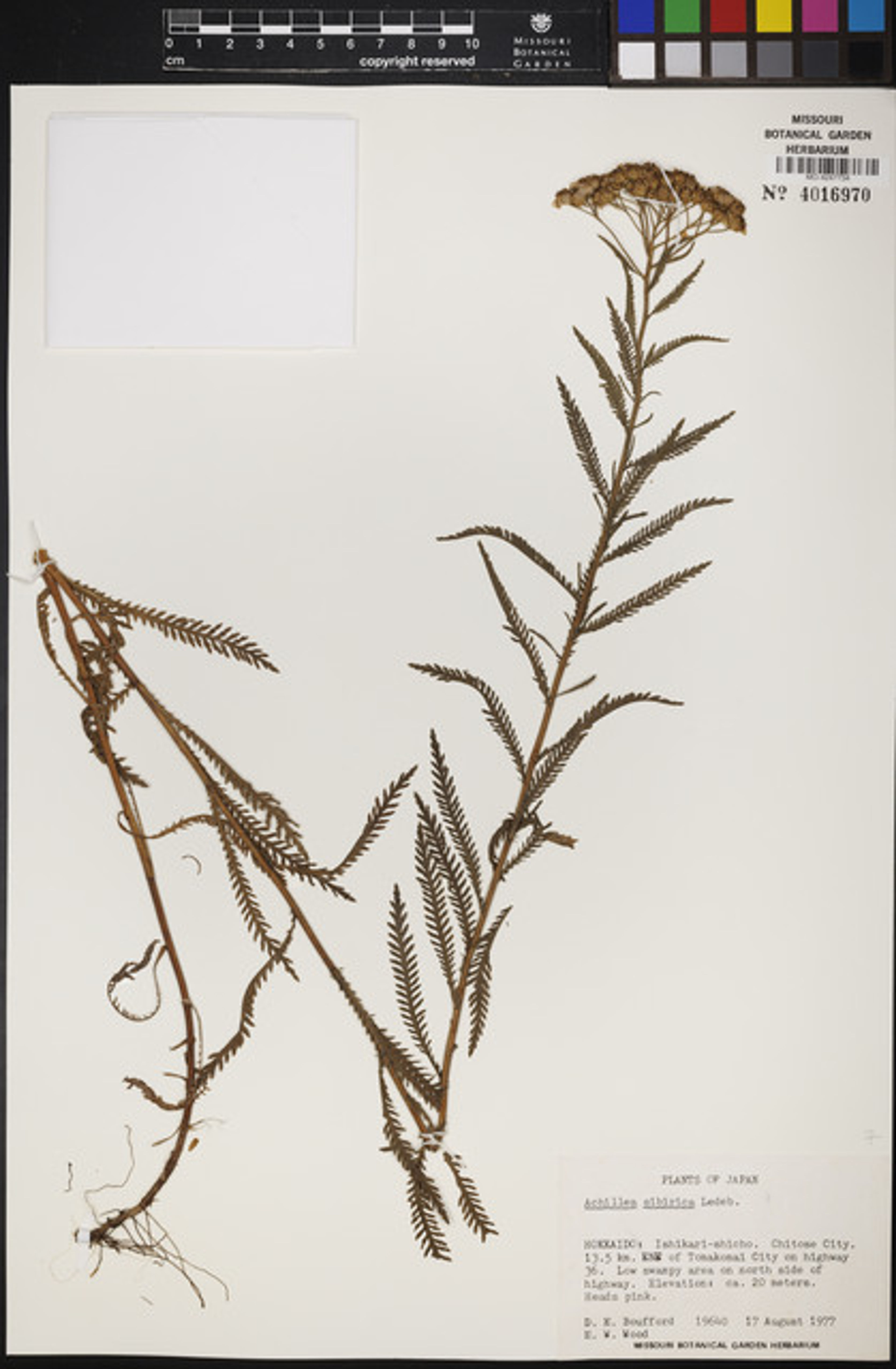 Achillea sibirica - 71