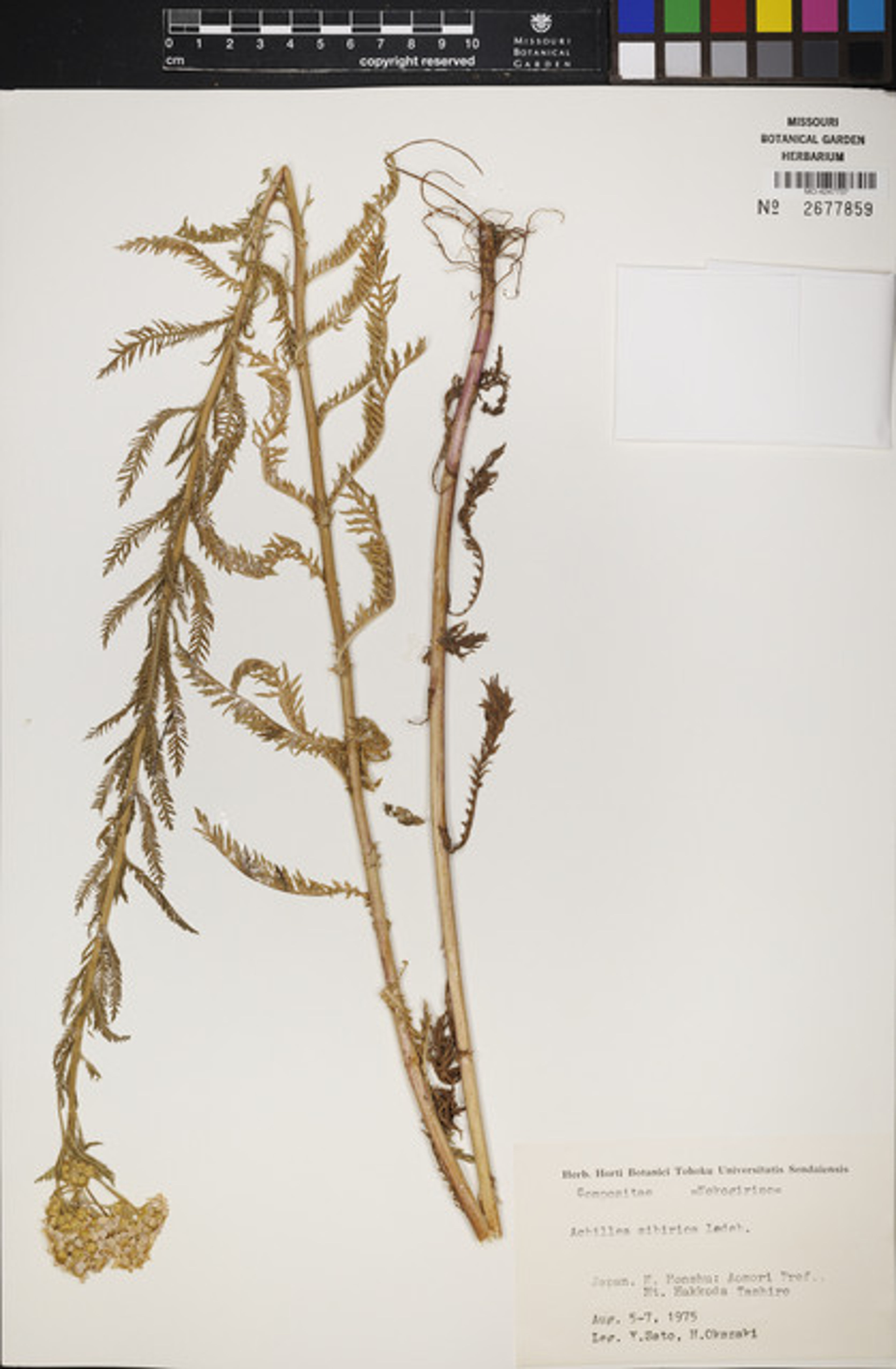 Achillea sibirica - 22