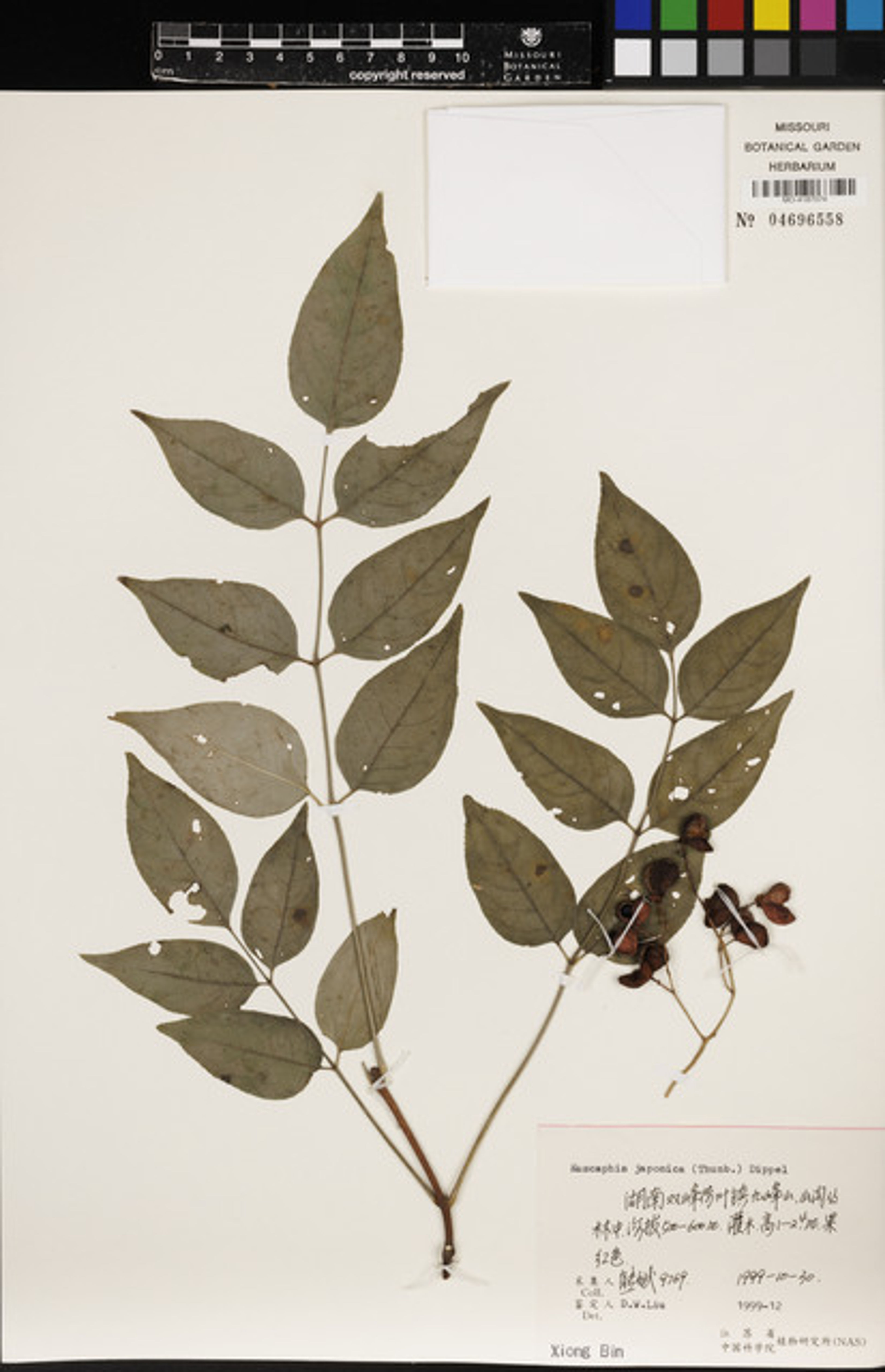 Euscaphis japonica - 7