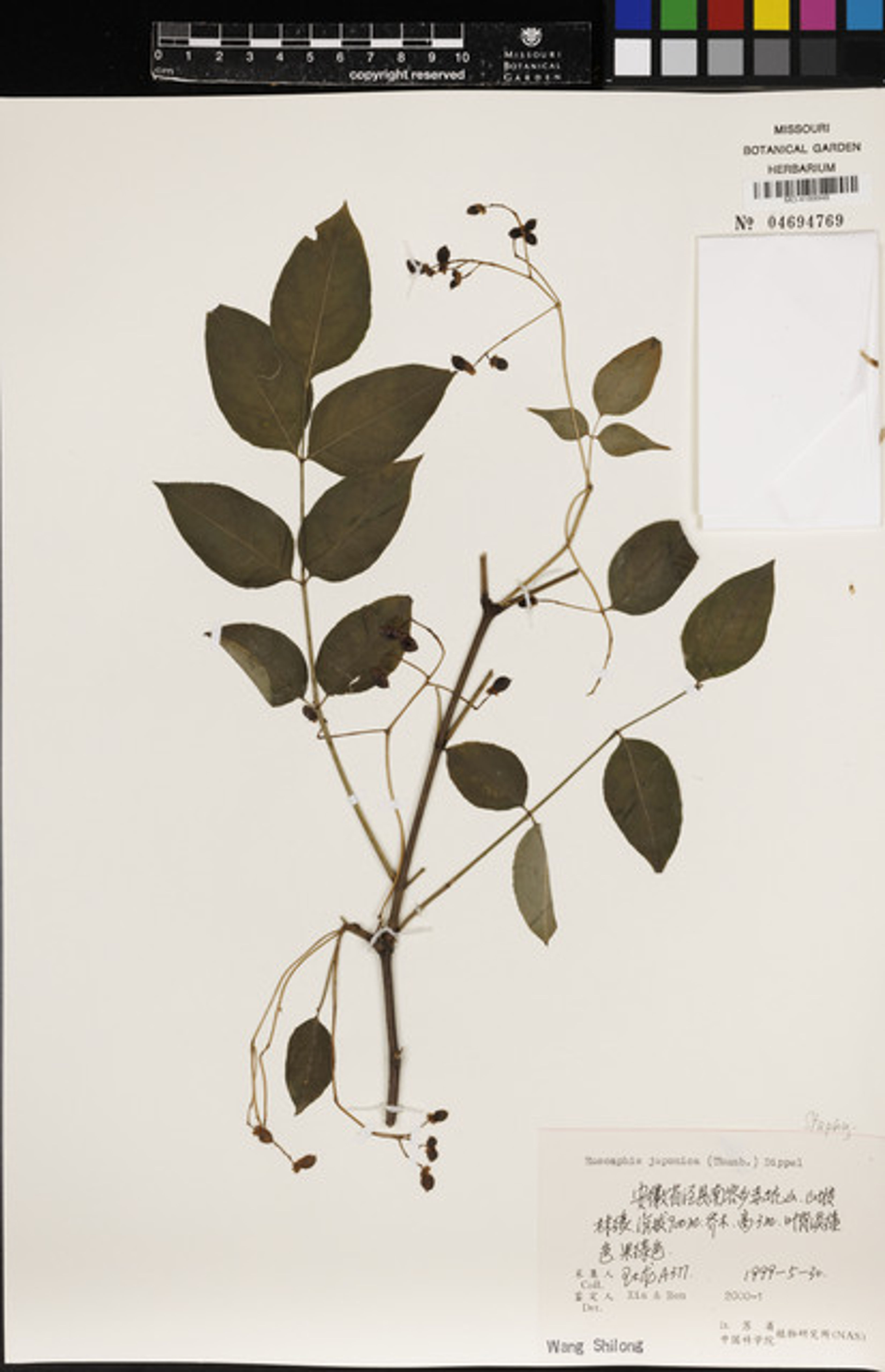 Euscaphis japonica - 74