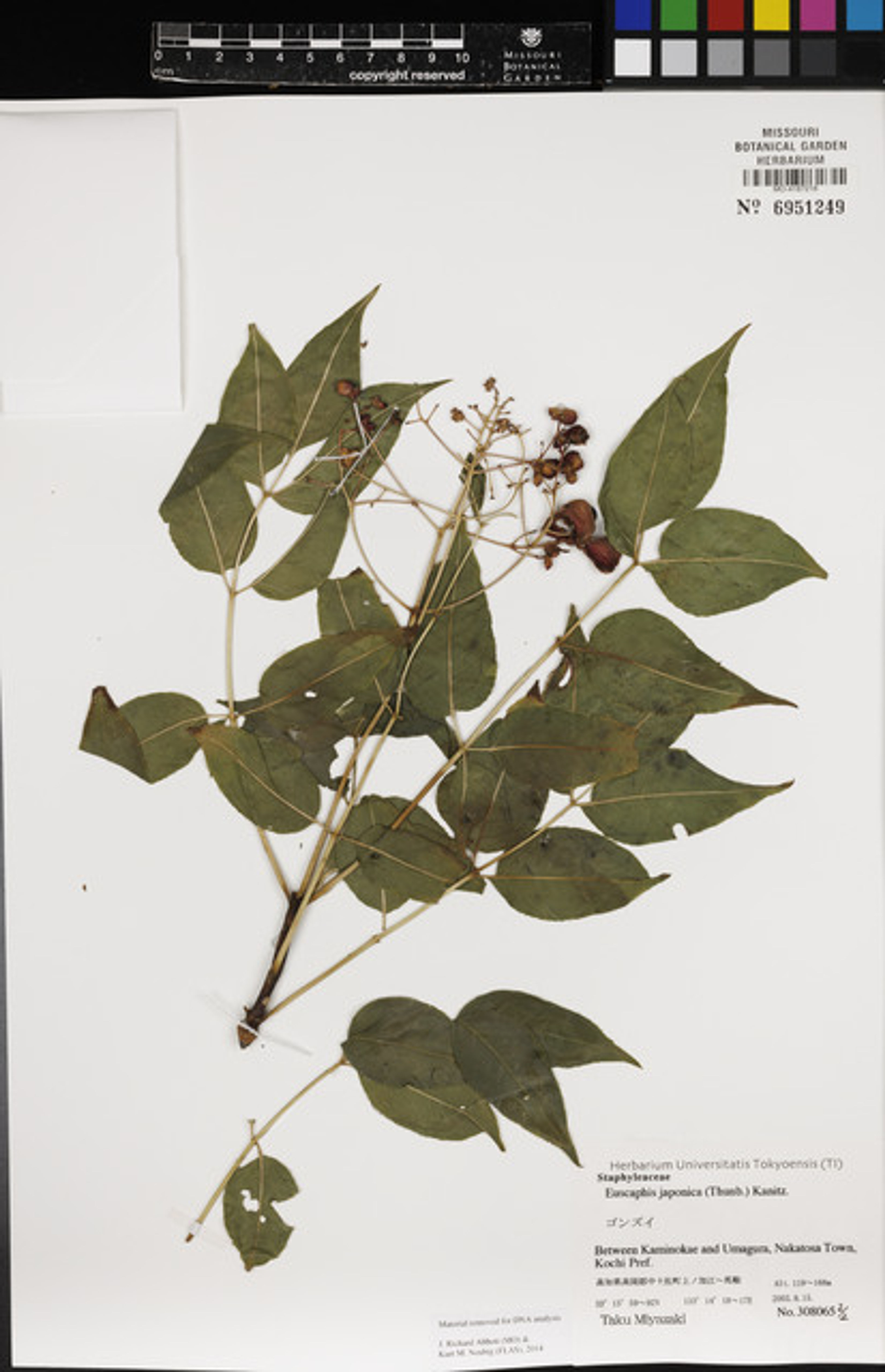 Euscaphis japonica - 44