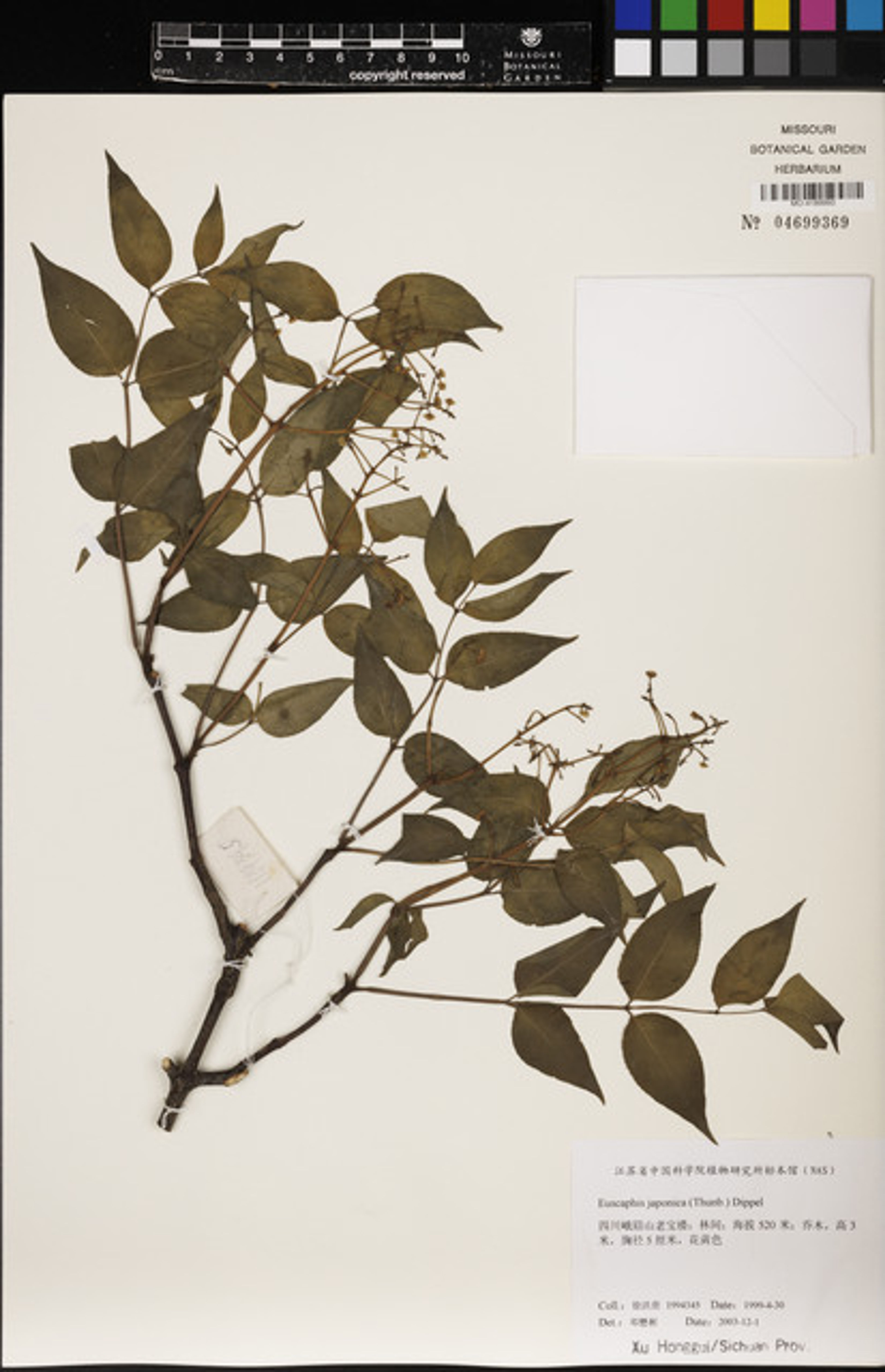 Euscaphis japonica - 17
