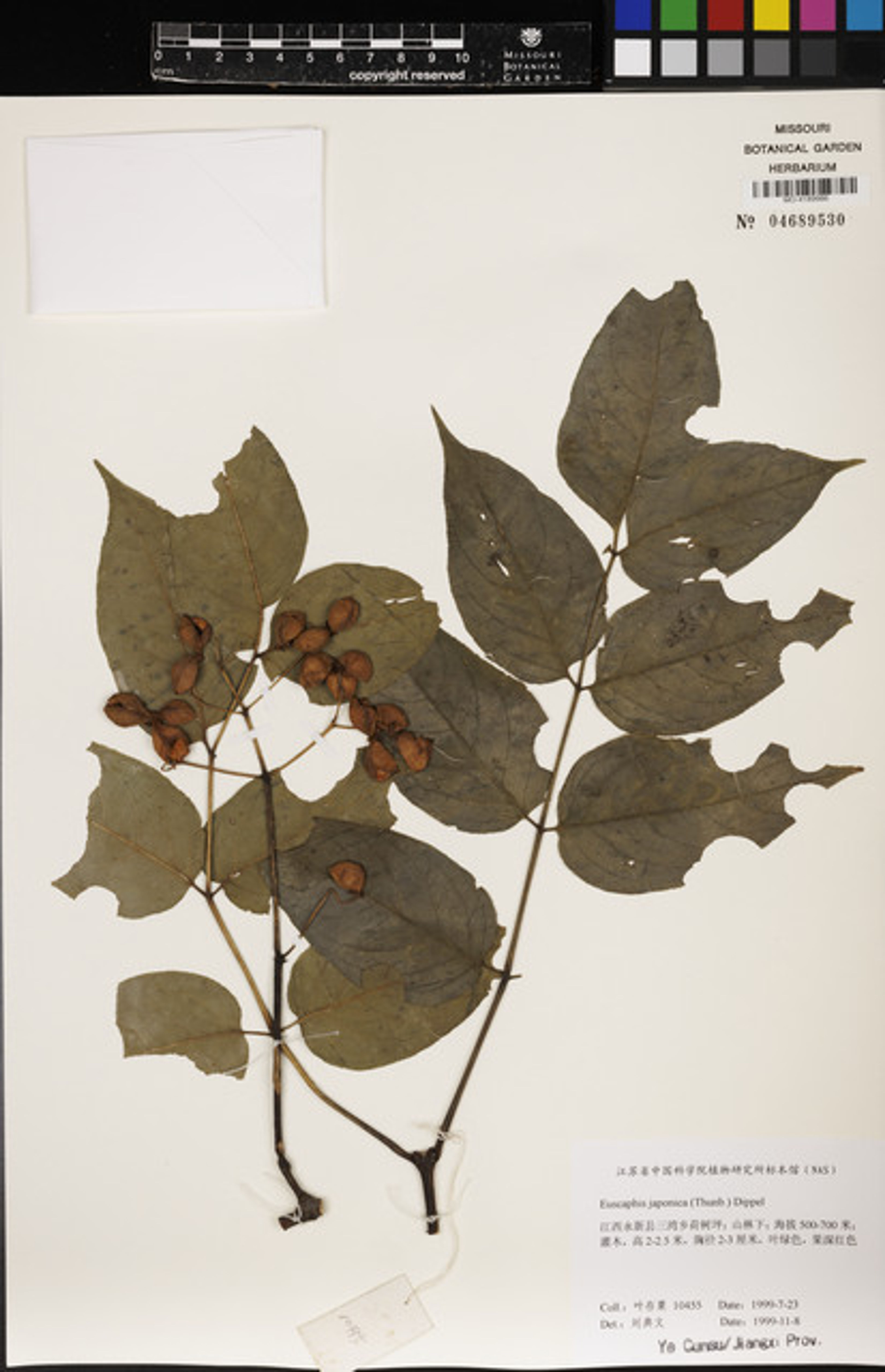 Euscaphis japonica - 1