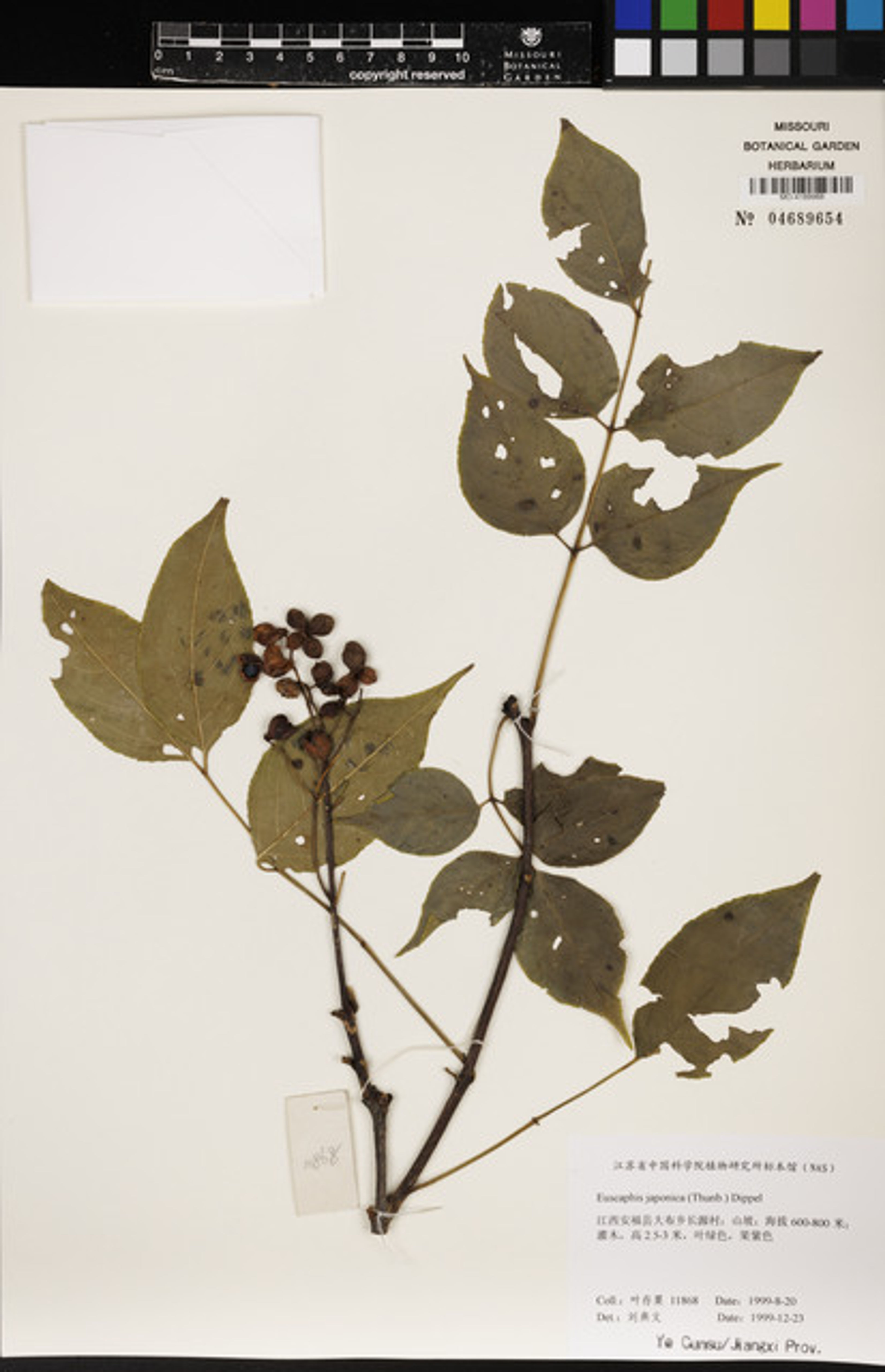 Euscaphis japonica - 65