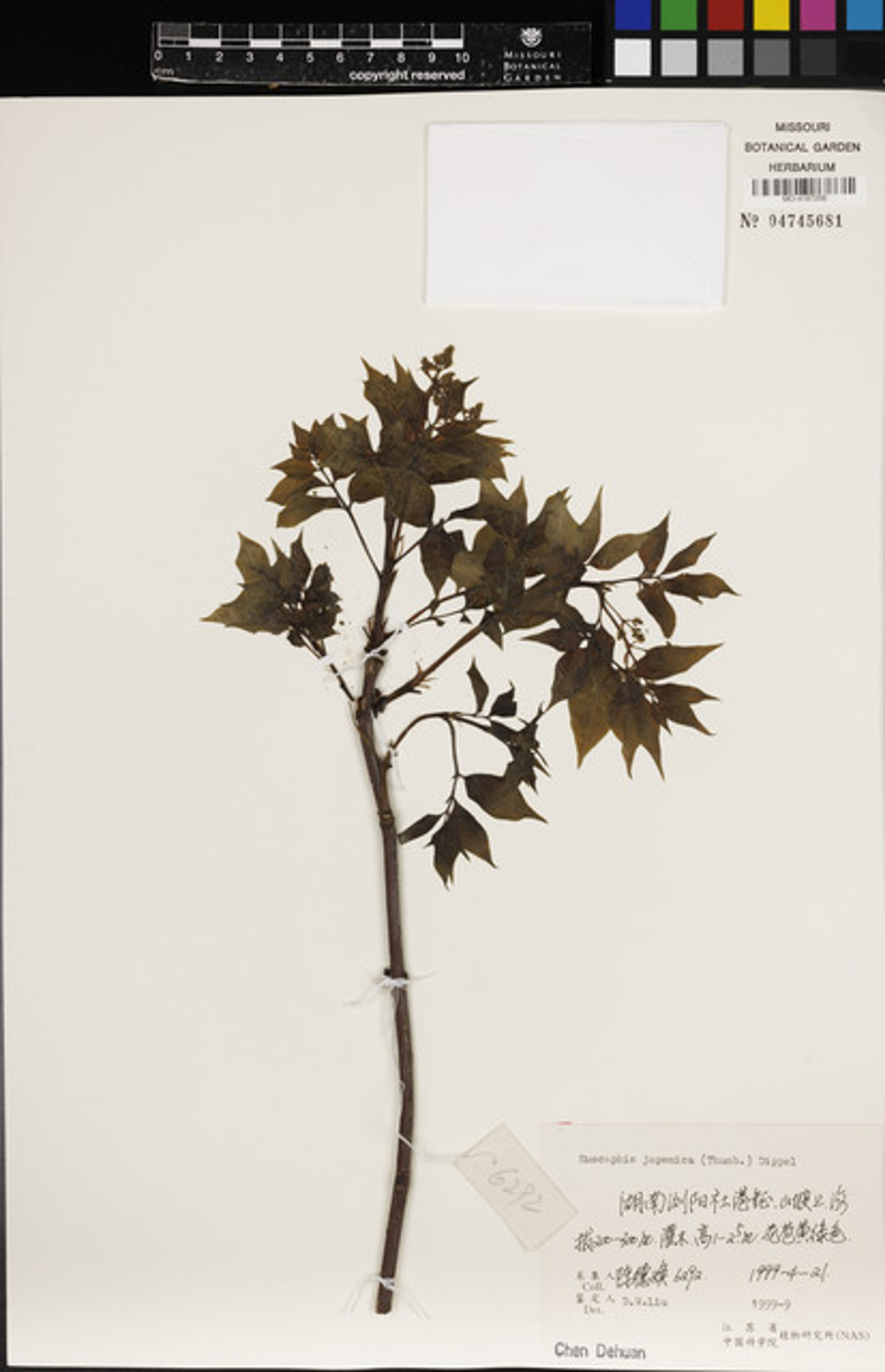 Euscaphis japonica - 58