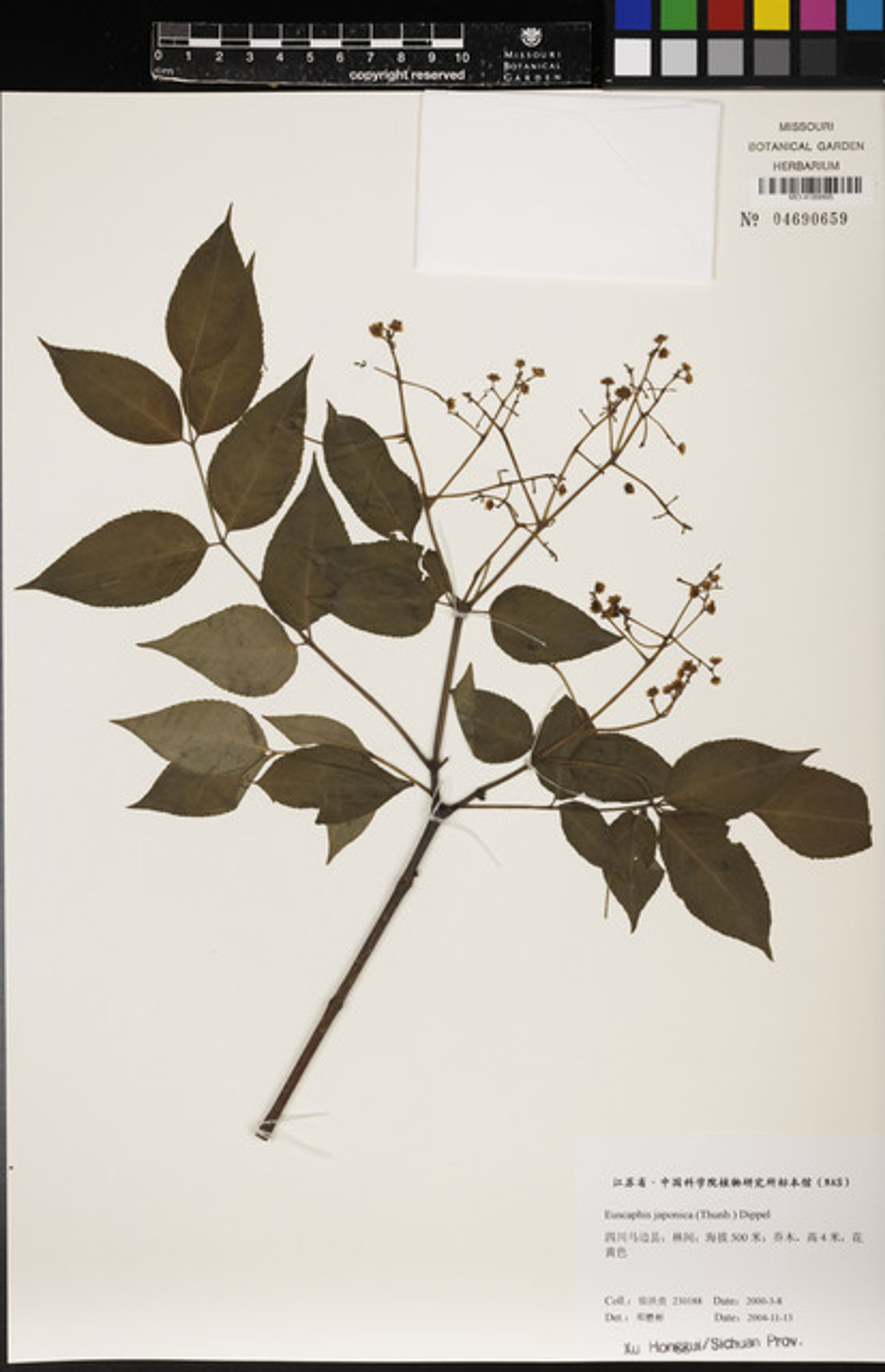 Euscaphis japonica - 56