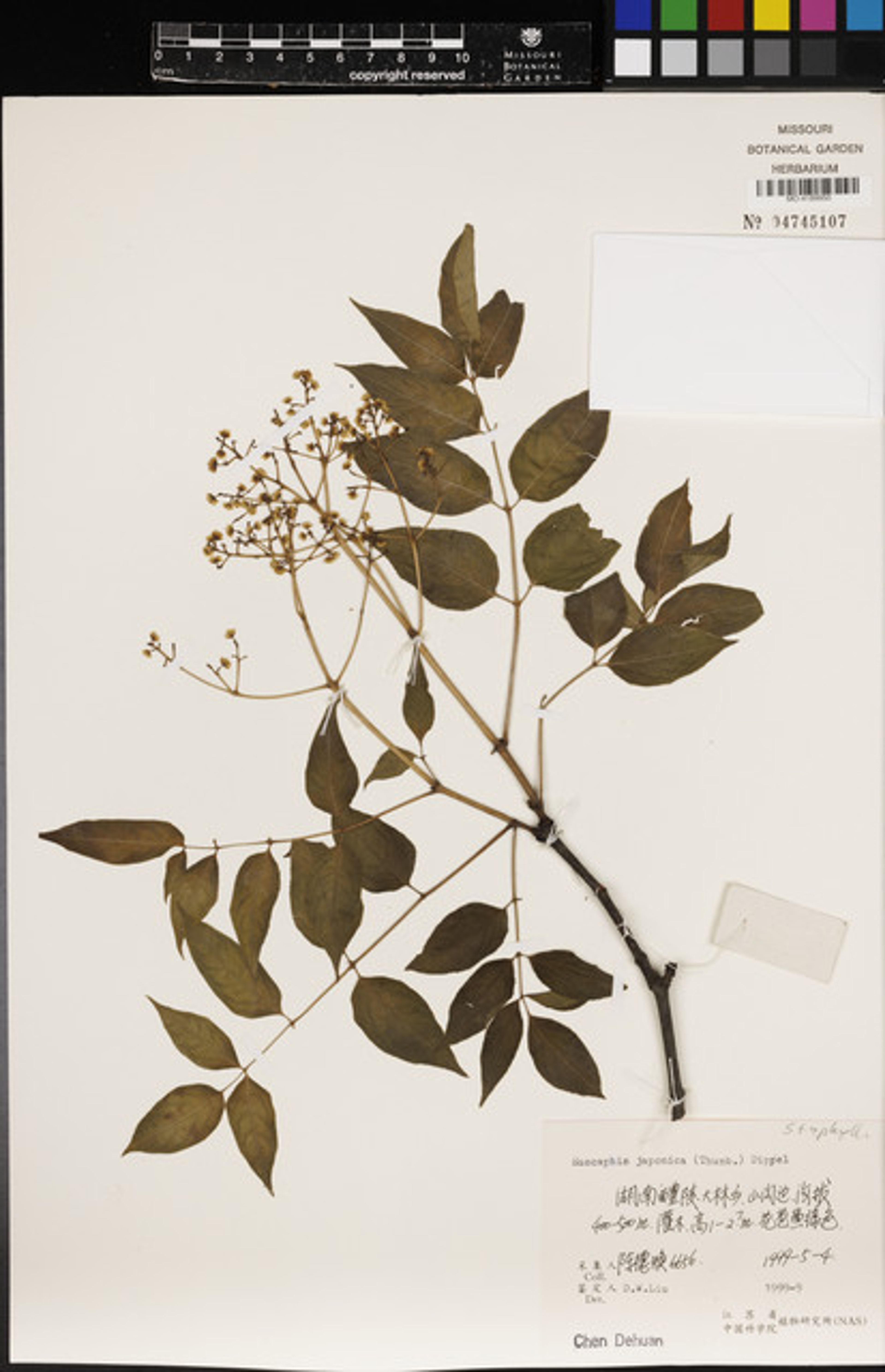 Euscaphis japonica - 11