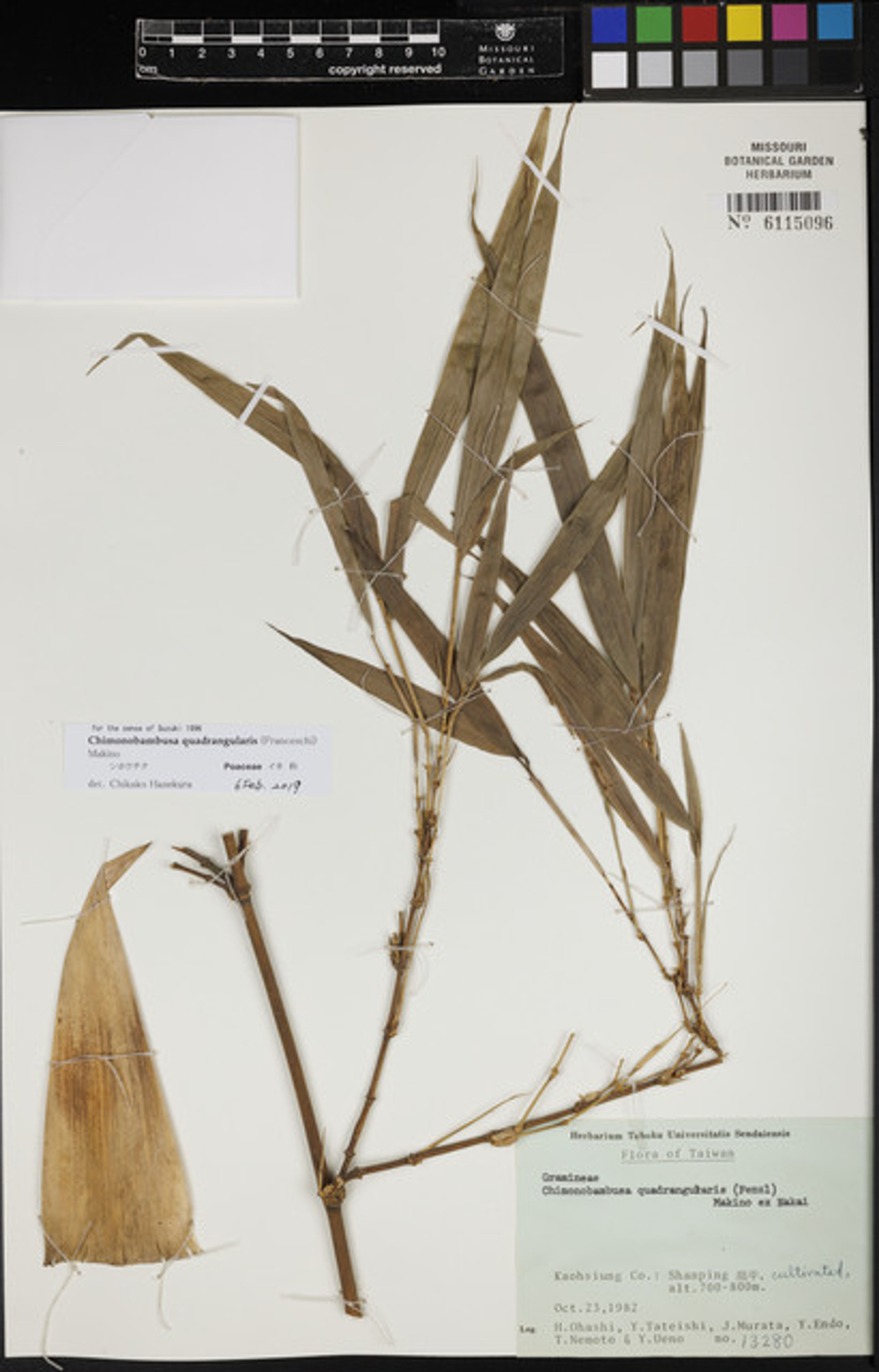 Chimonobambusa quadrangularis - 77