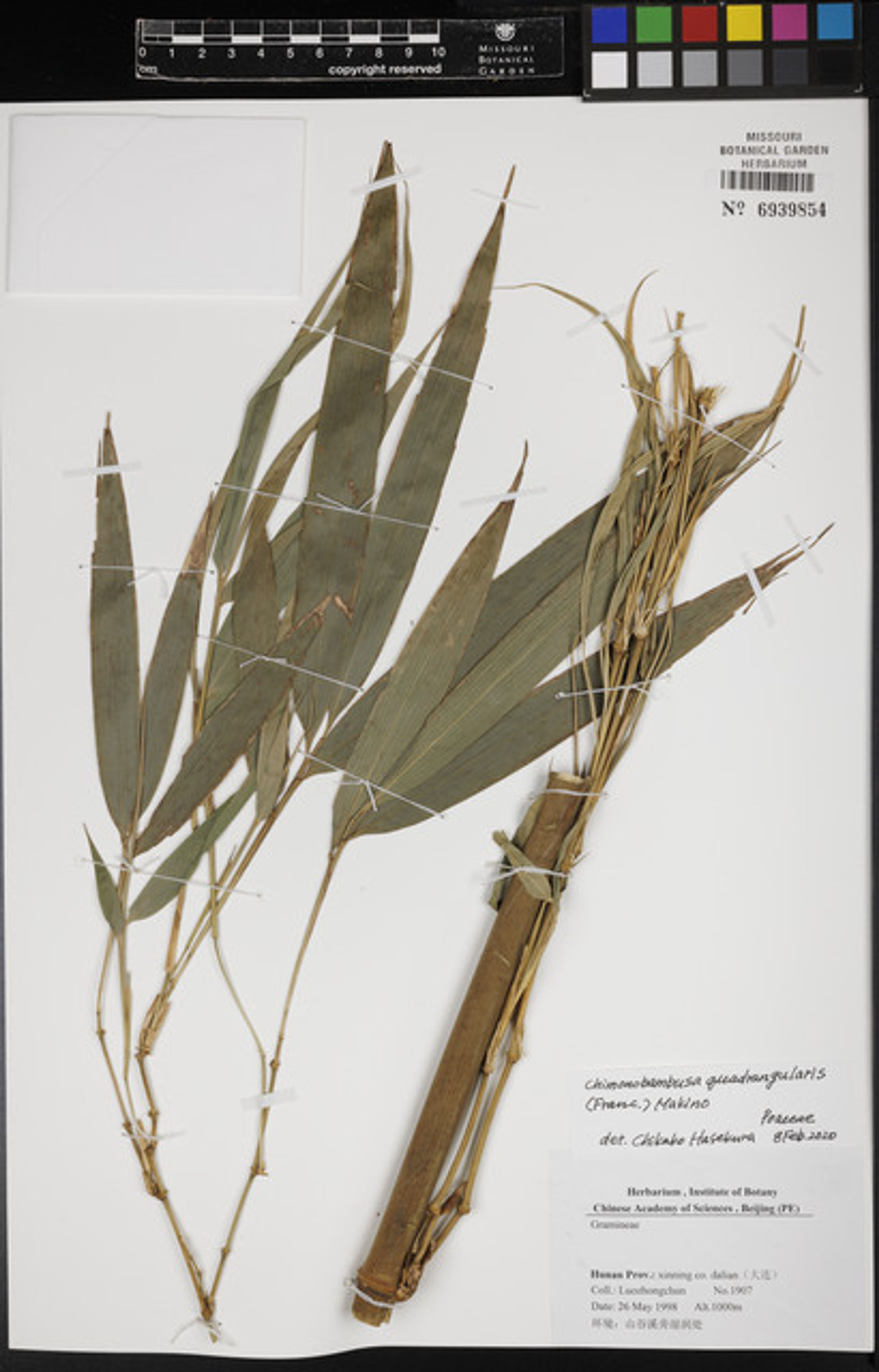 Chimonobambusa quadrangularis - 37