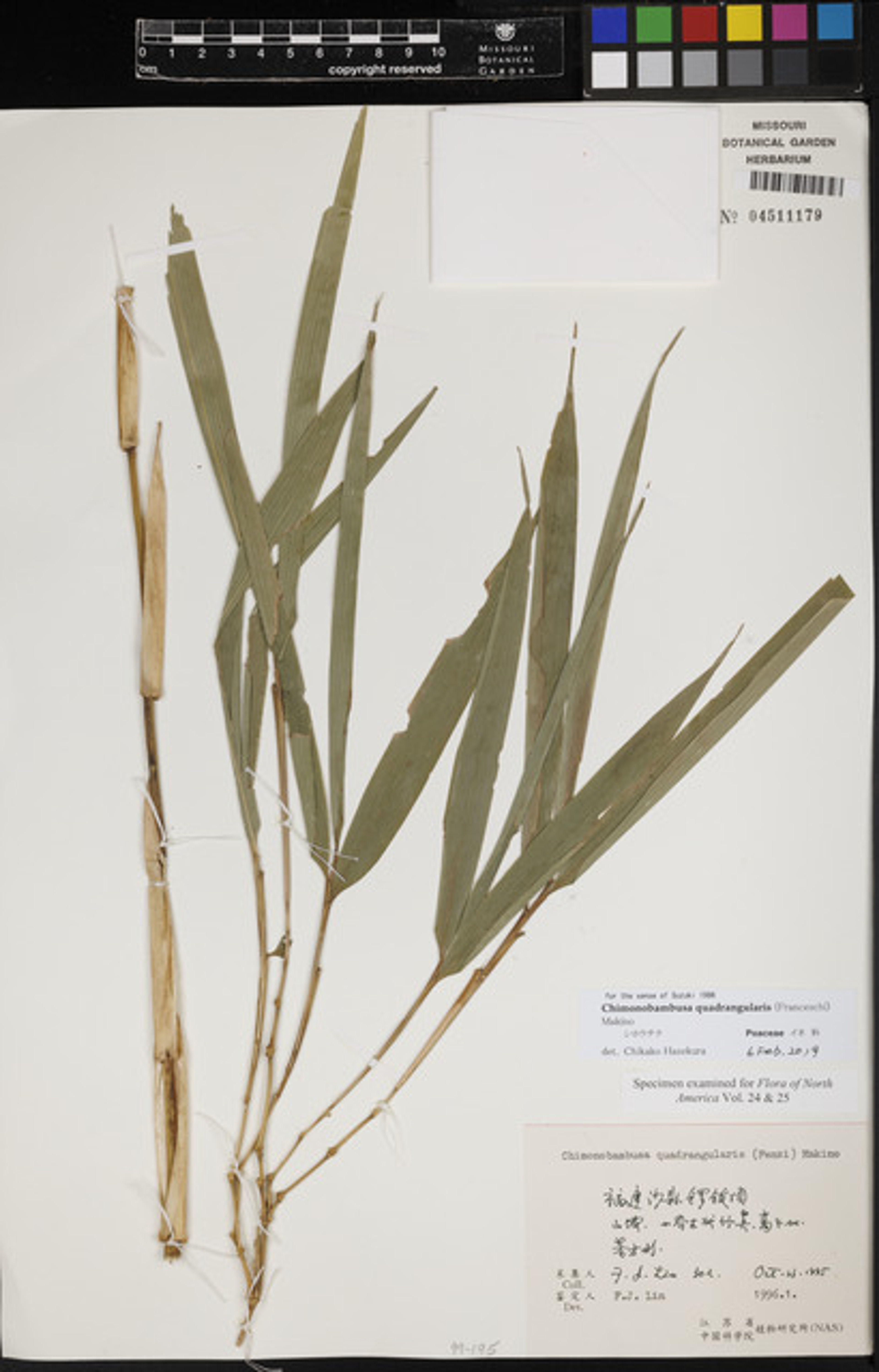 Chimonobambusa quadrangularis - 20