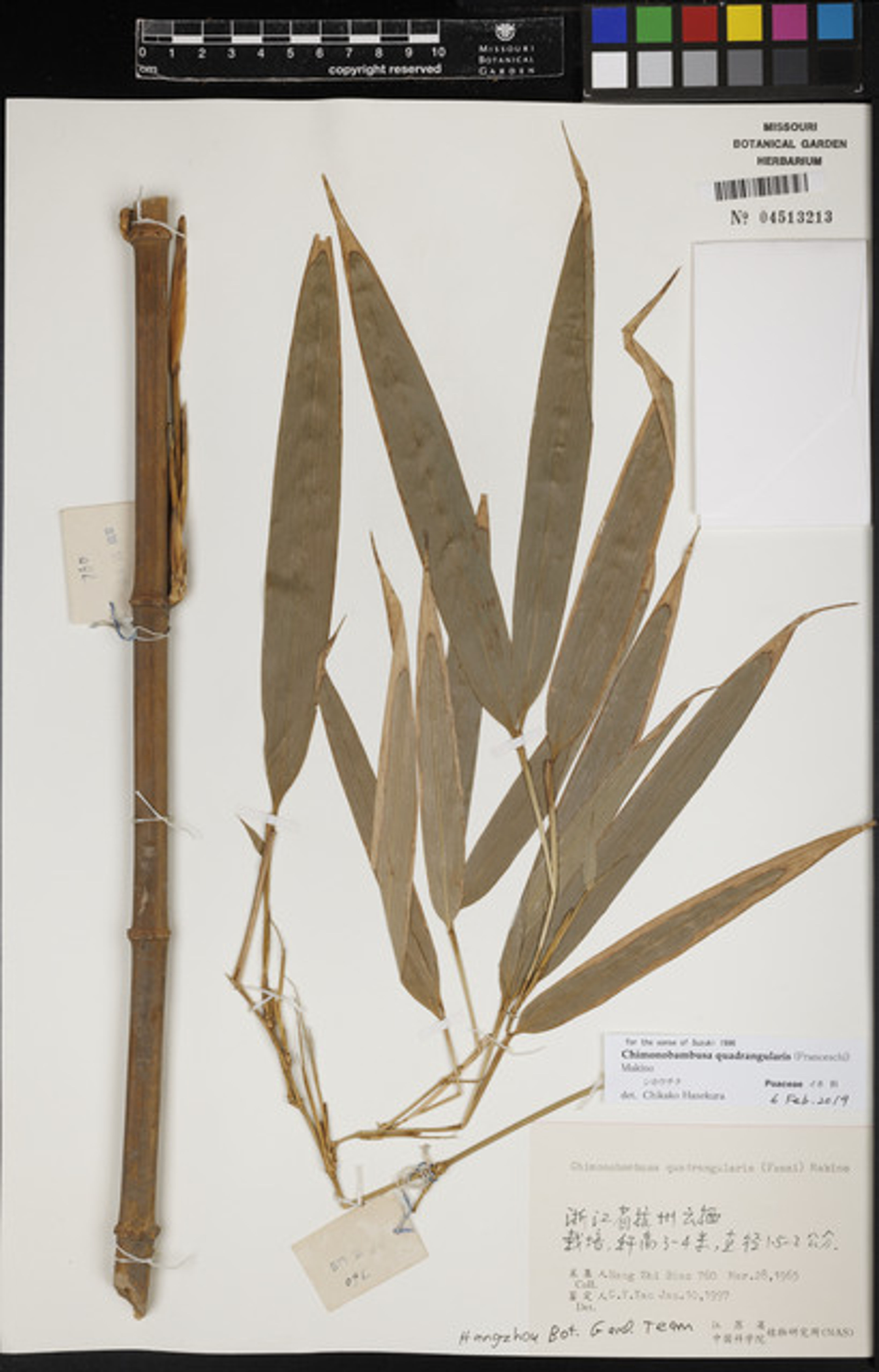 Chimonobambusa quadrangularis - 36