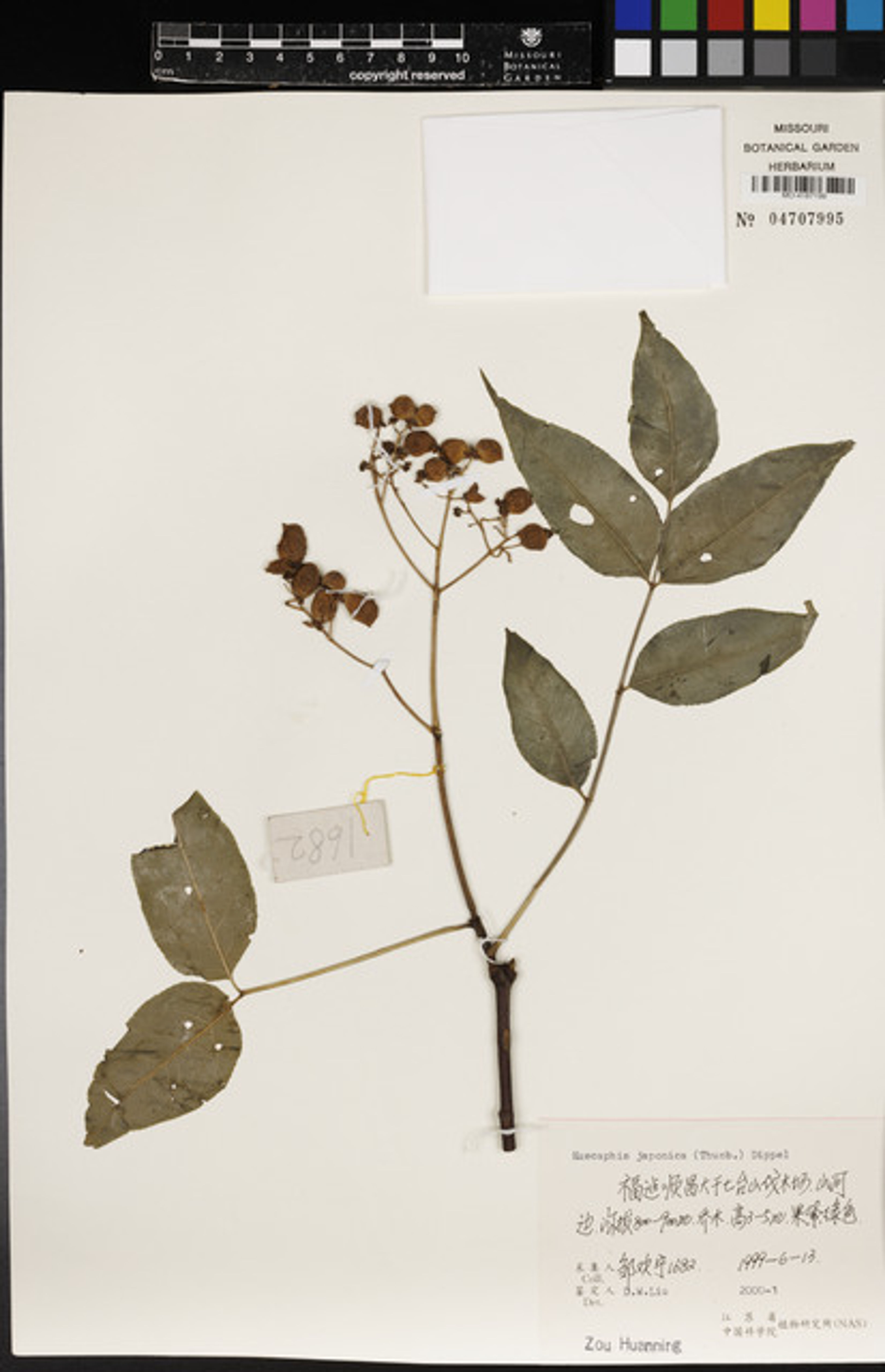 Euscaphis japonica - 38