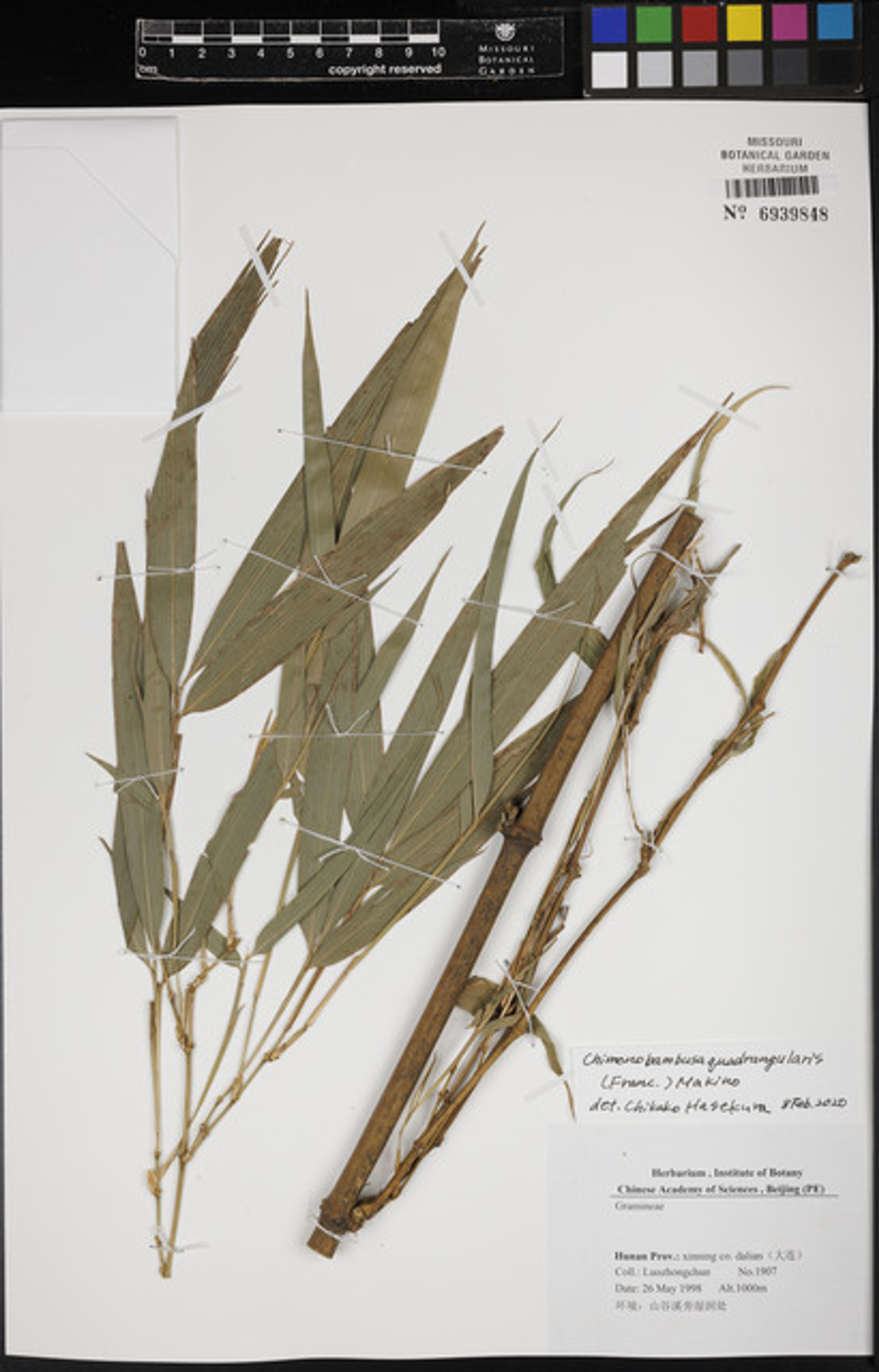 Chimonobambusa quadrangularis - 13
