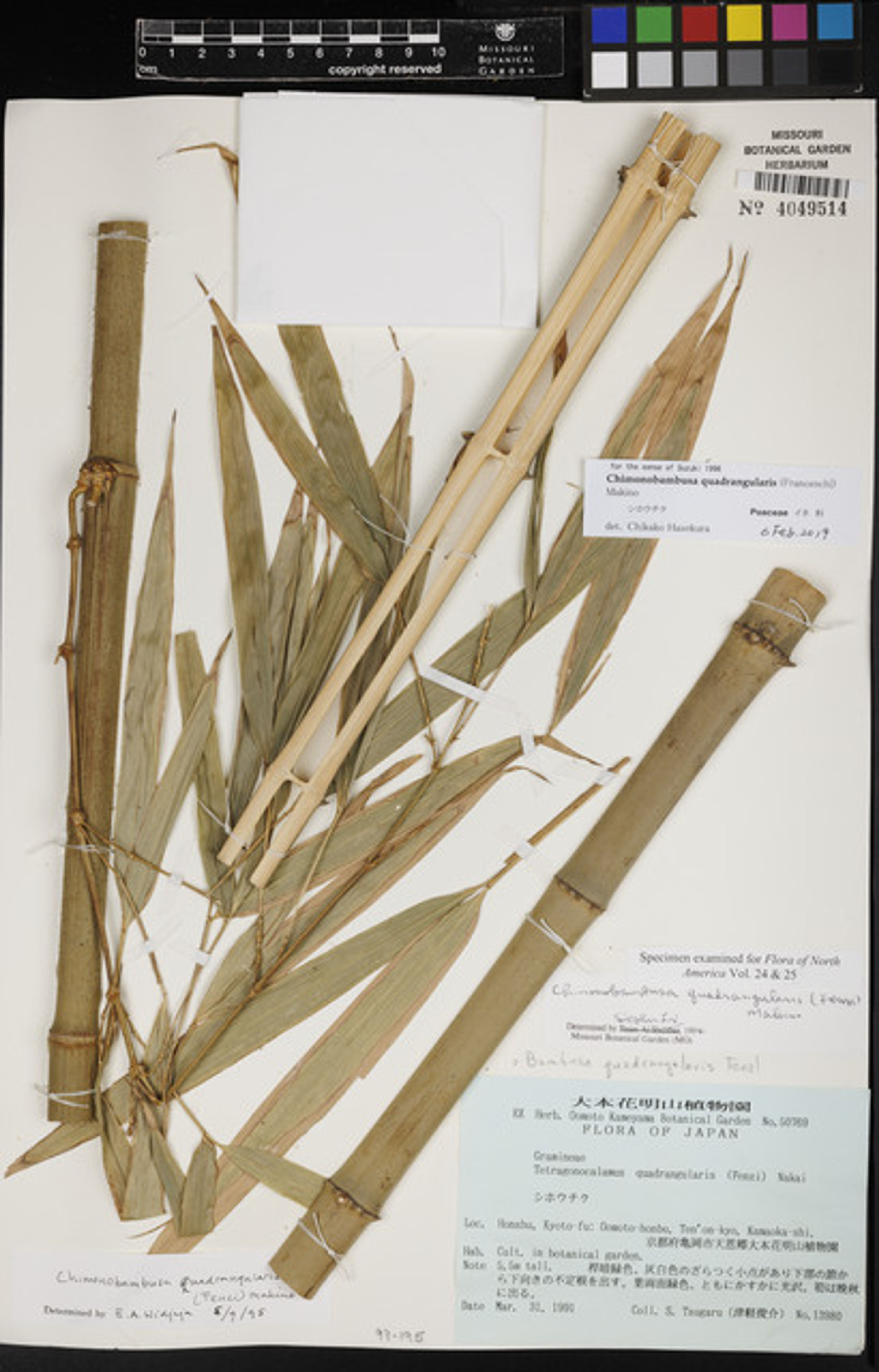 Chimonobambusa quadrangularis - 10