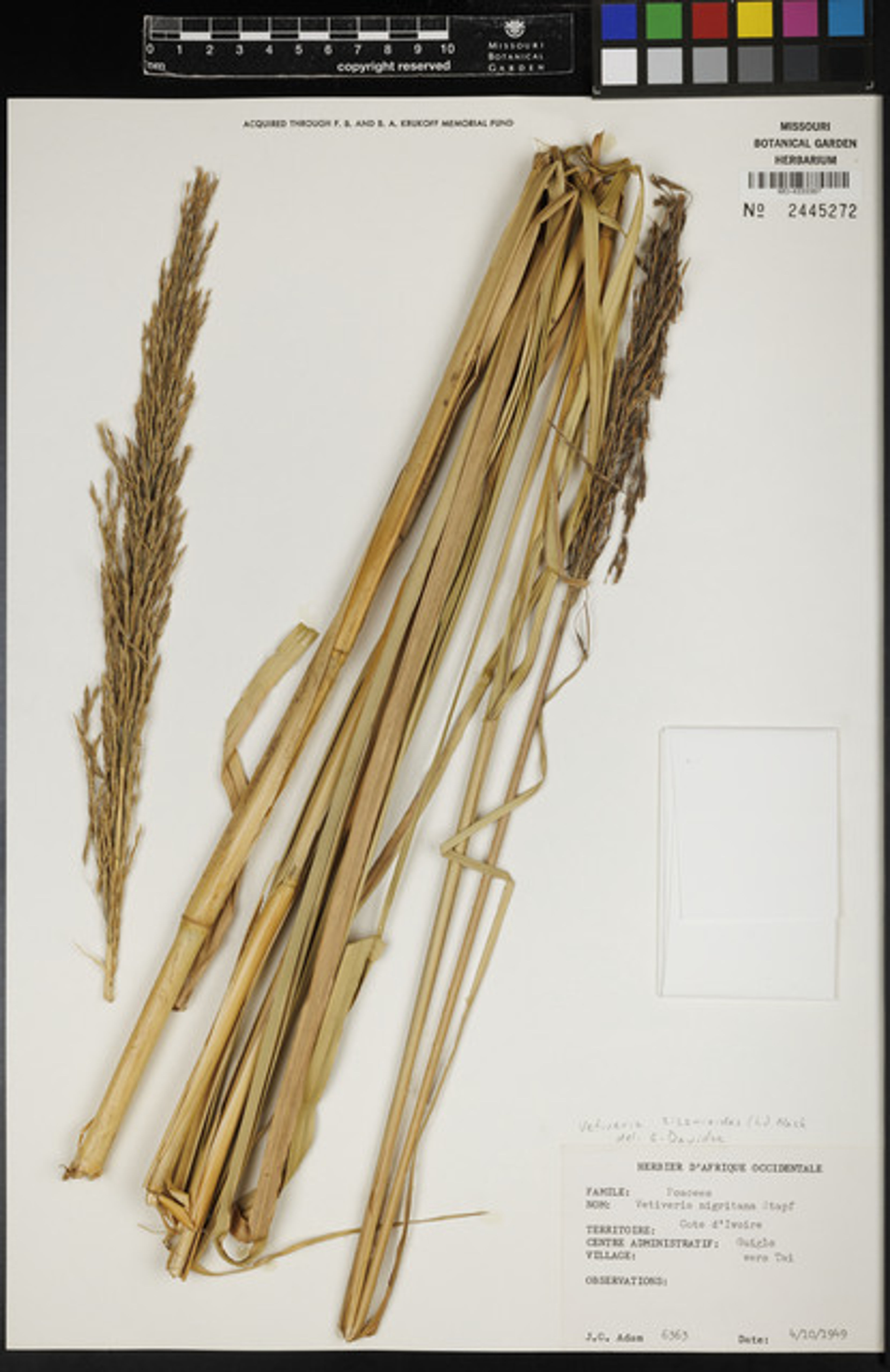 Vetiveria zizanioides - 52