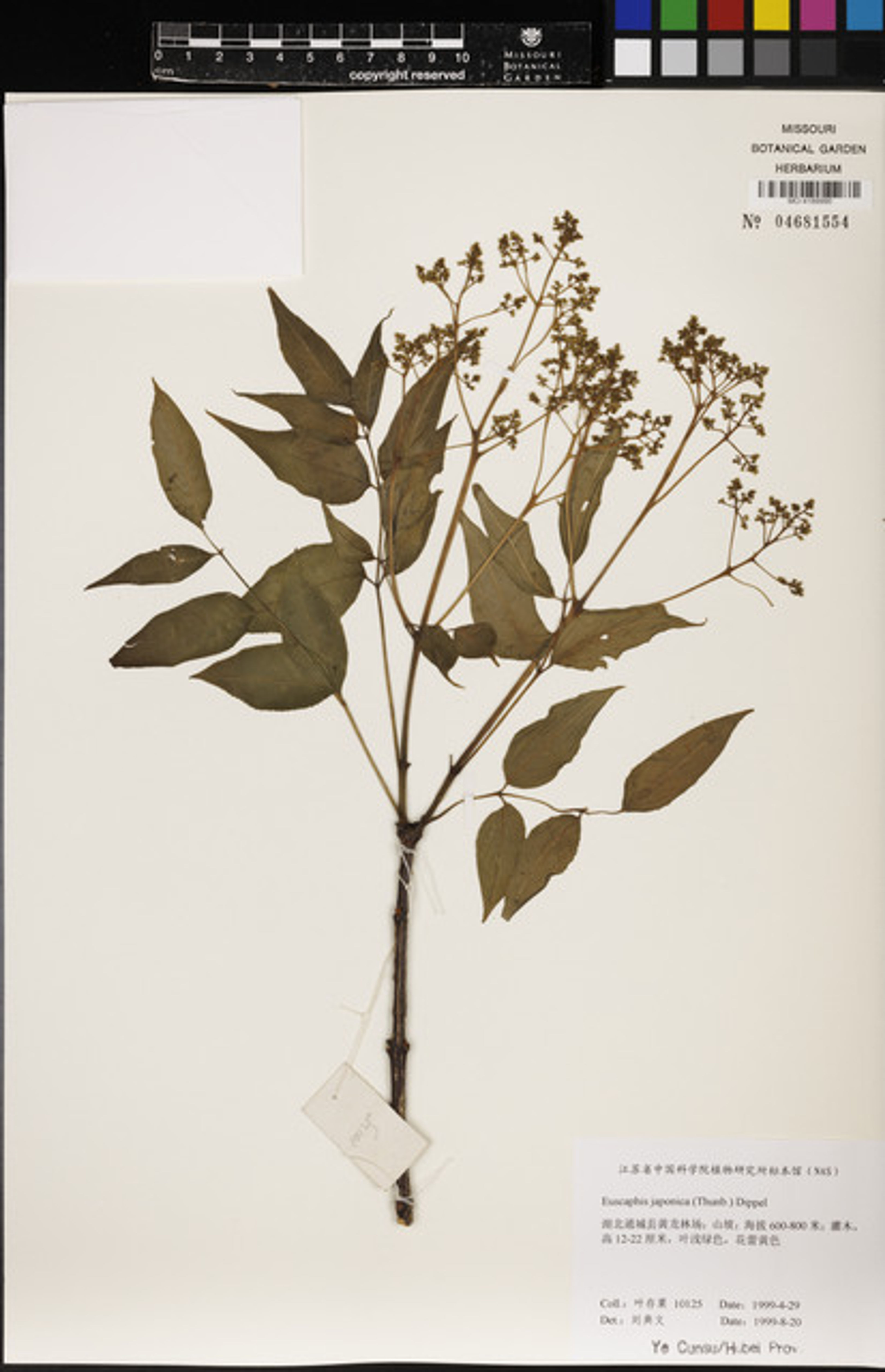 Euscaphis japonica - 59