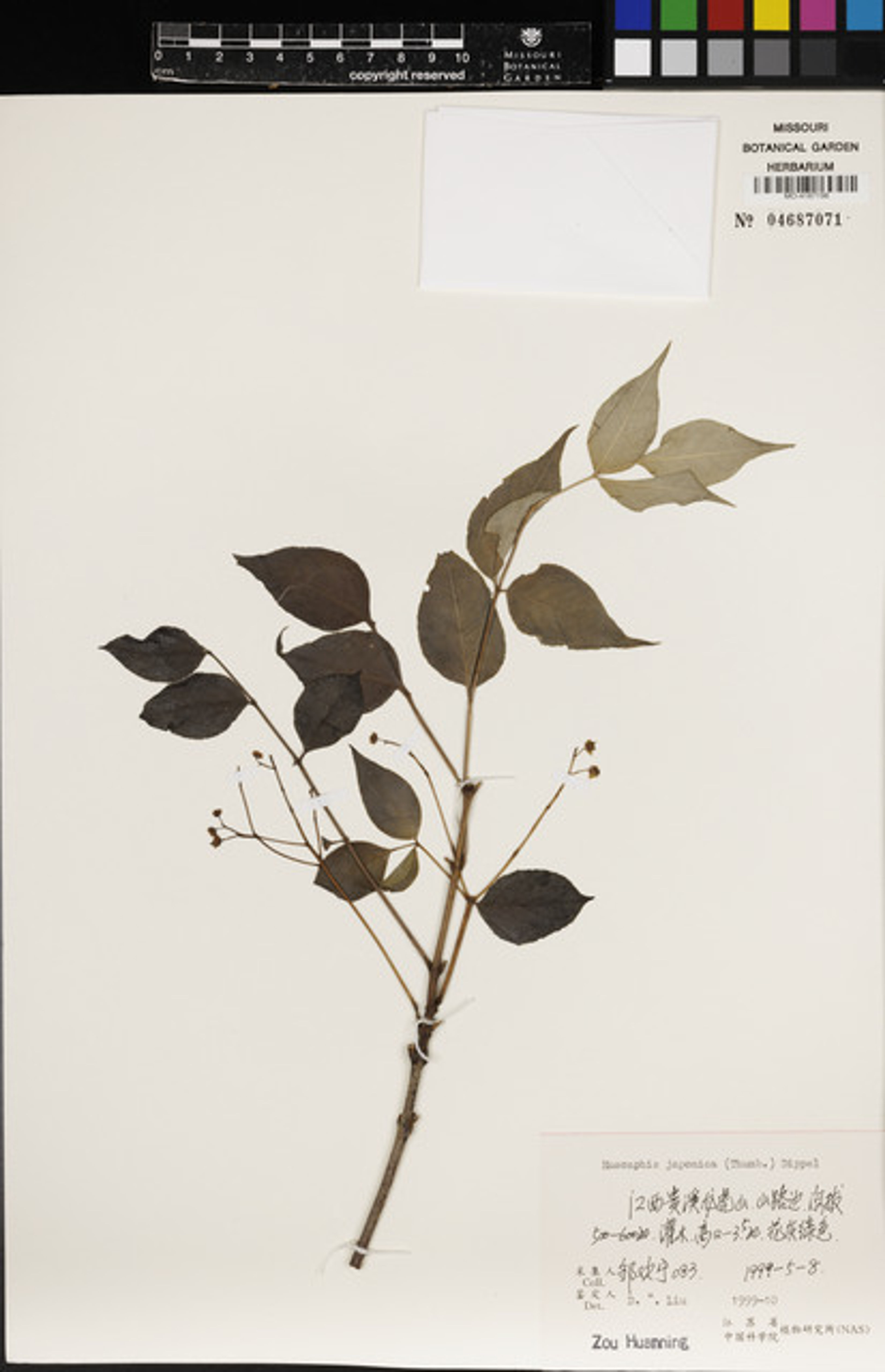 Euscaphis japonica - 122