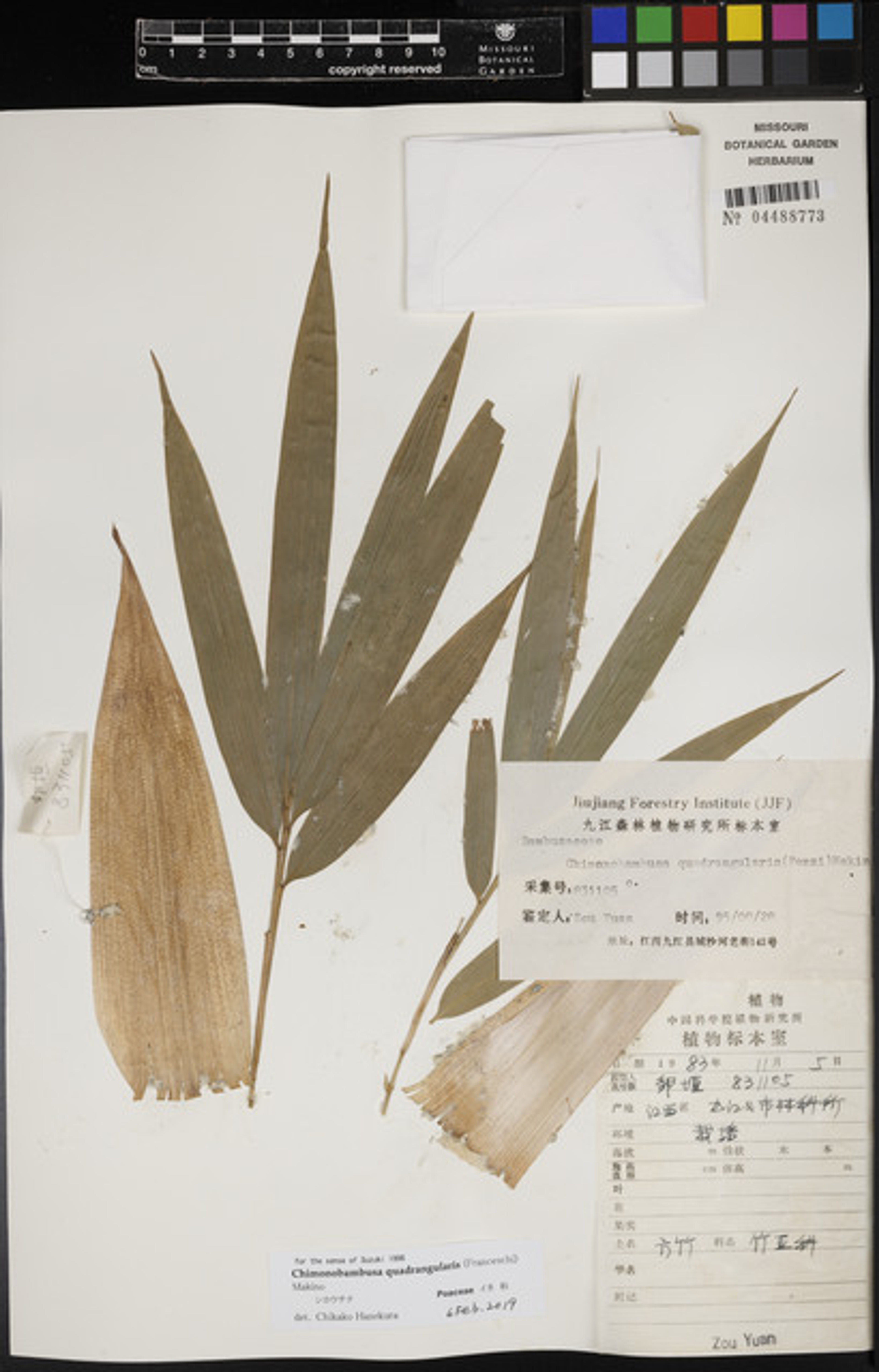 Chimonobambusa quadrangularis - 16