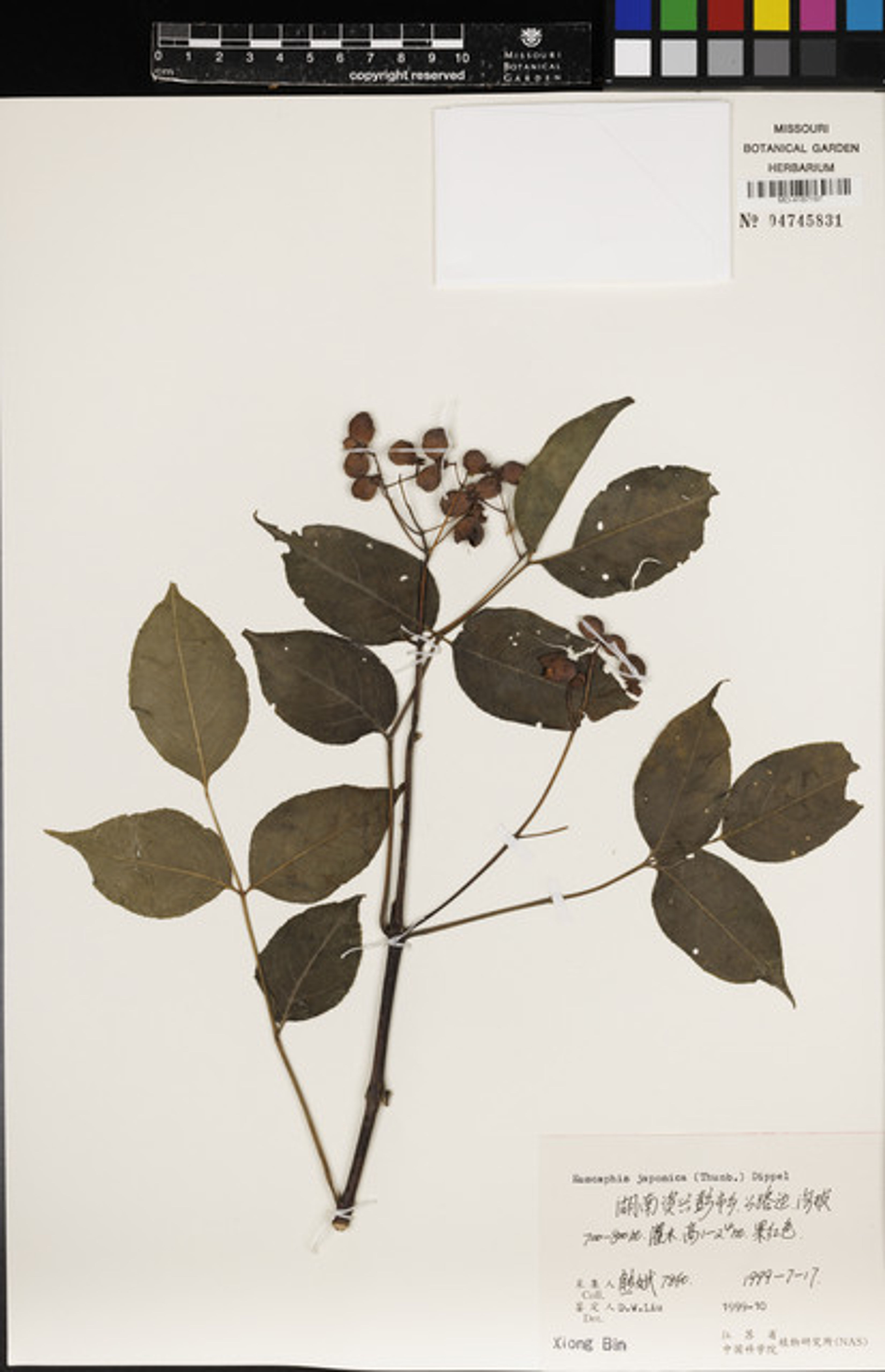 Euscaphis japonica - 102